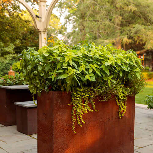 Amazel Basil (Proven Winners)
