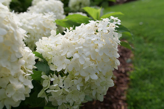 Pufferfish Hydrangea