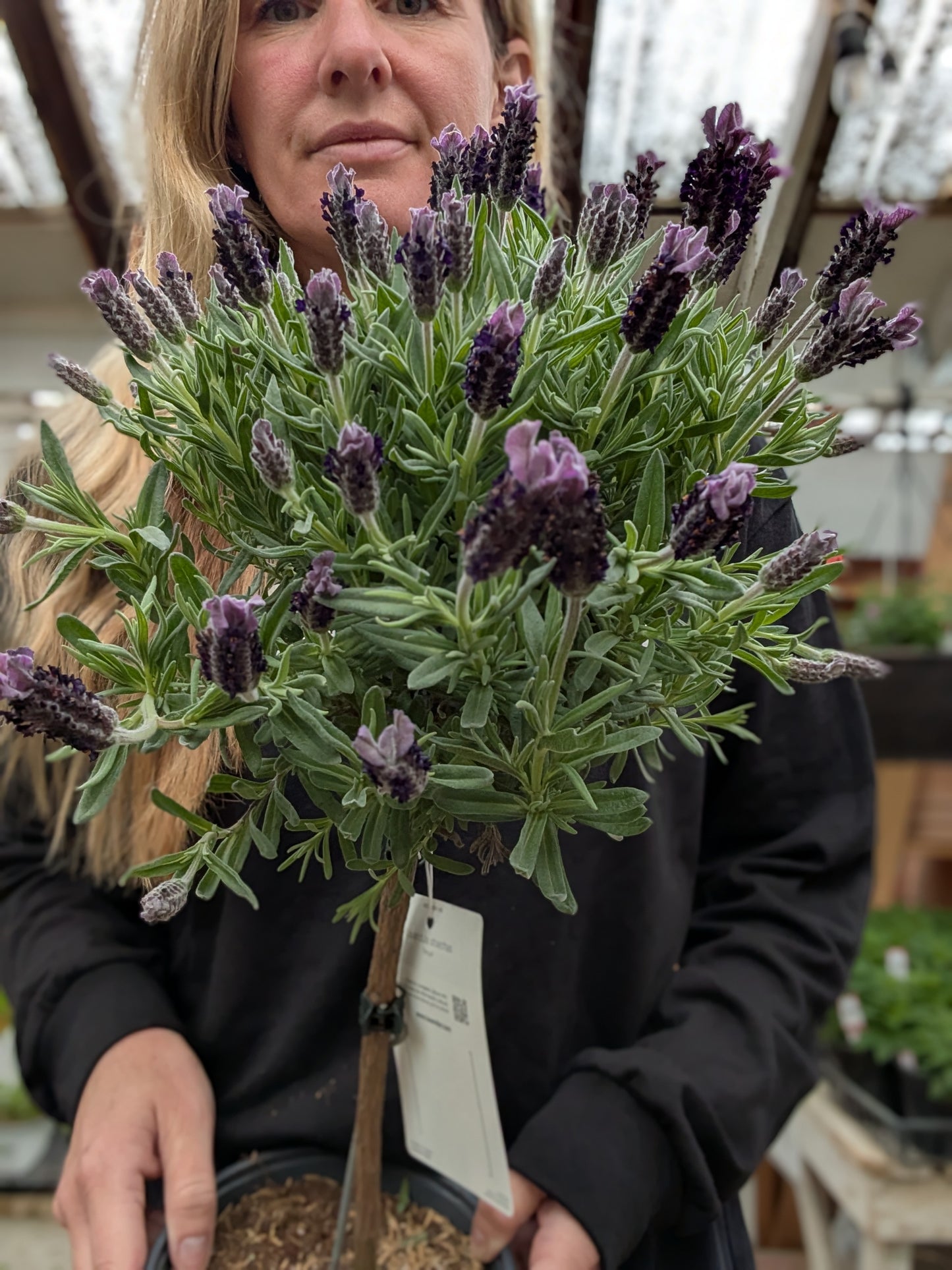 La Diva Big Night Lavender