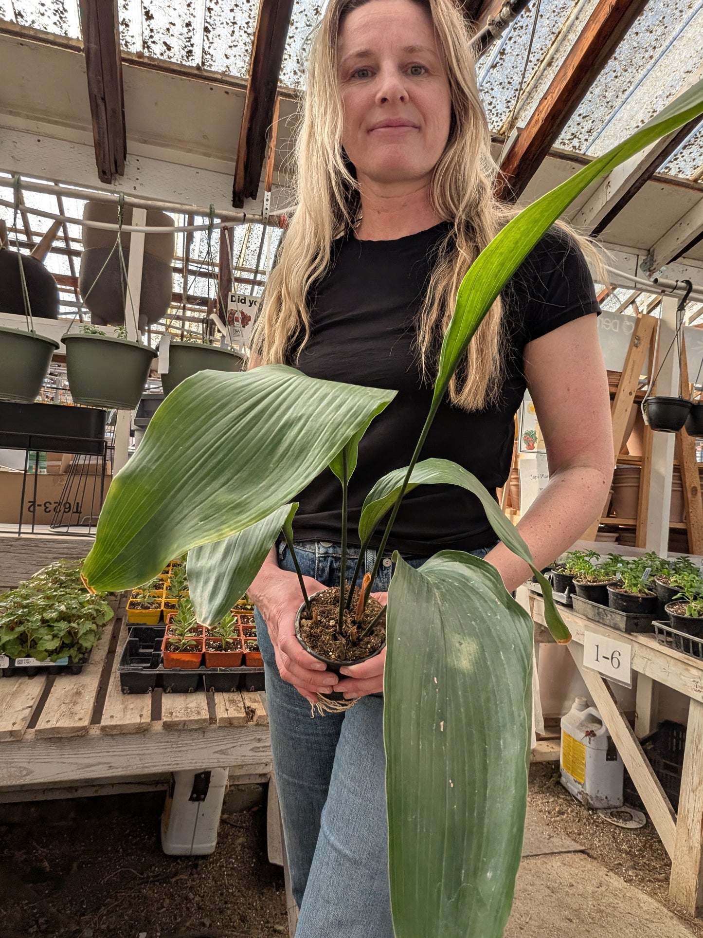 Cast Iron Plant (Aspidistra elatior)