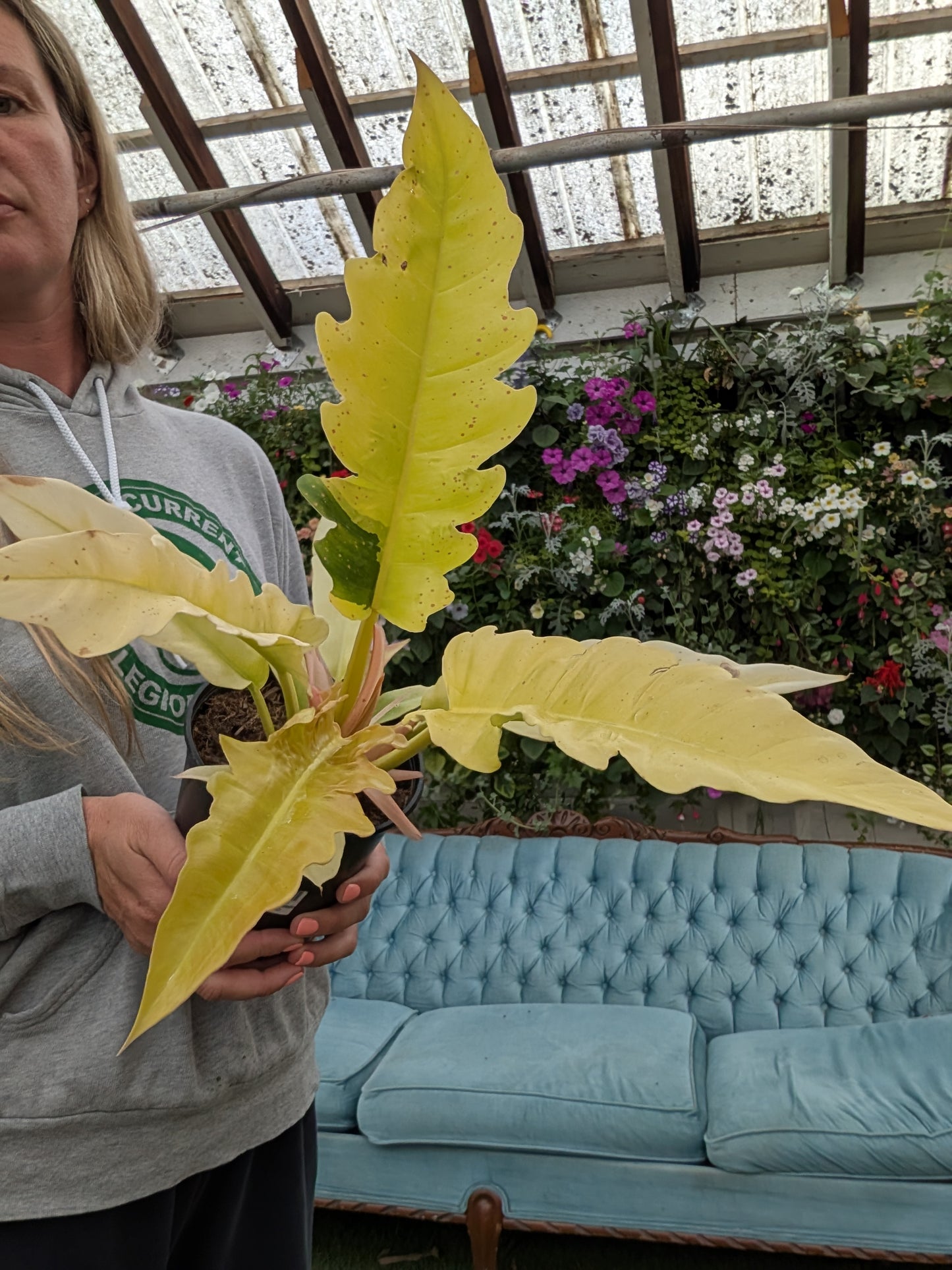 Golden Crocodile Philodendron (6")