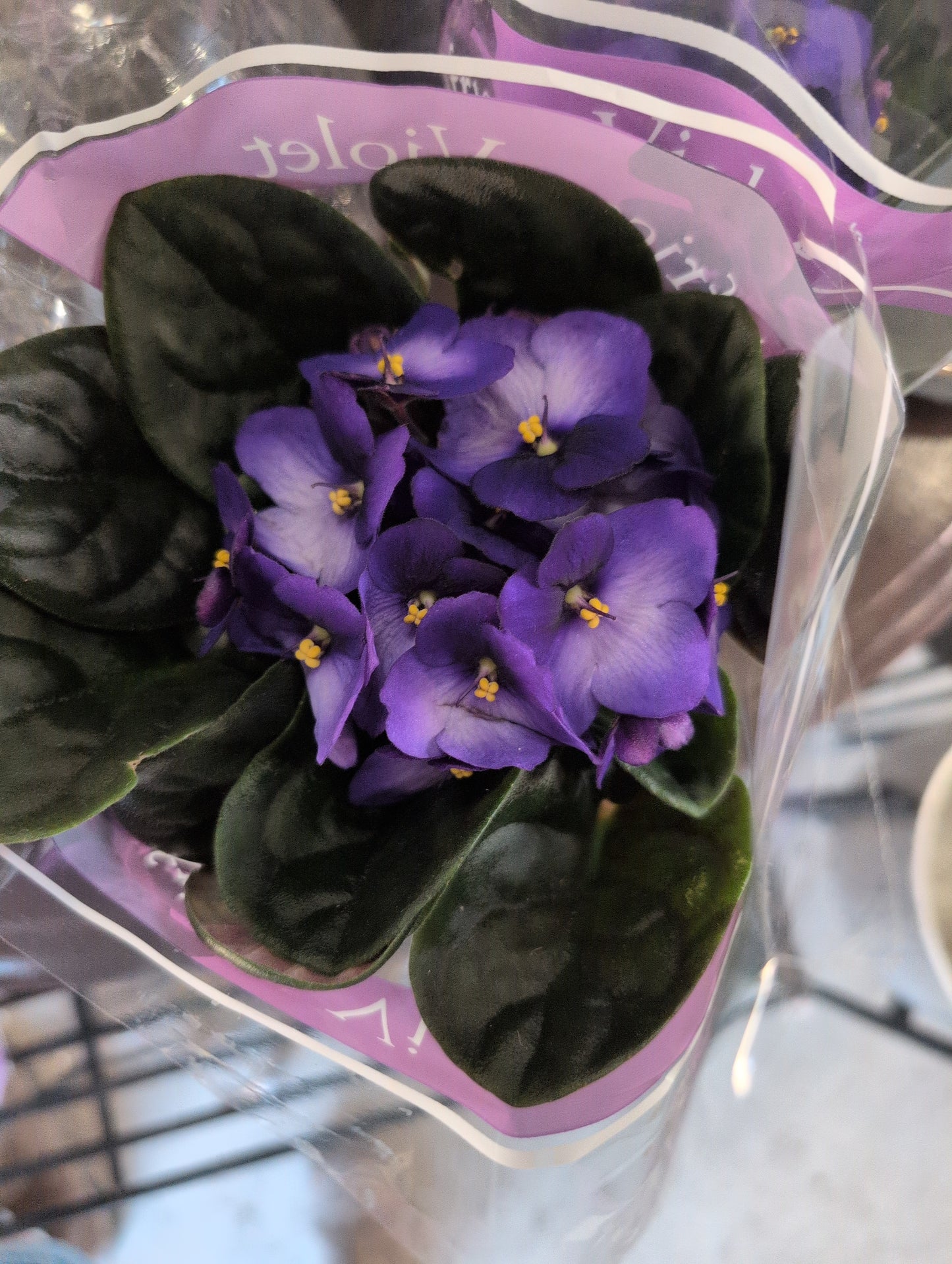 4" African Violet