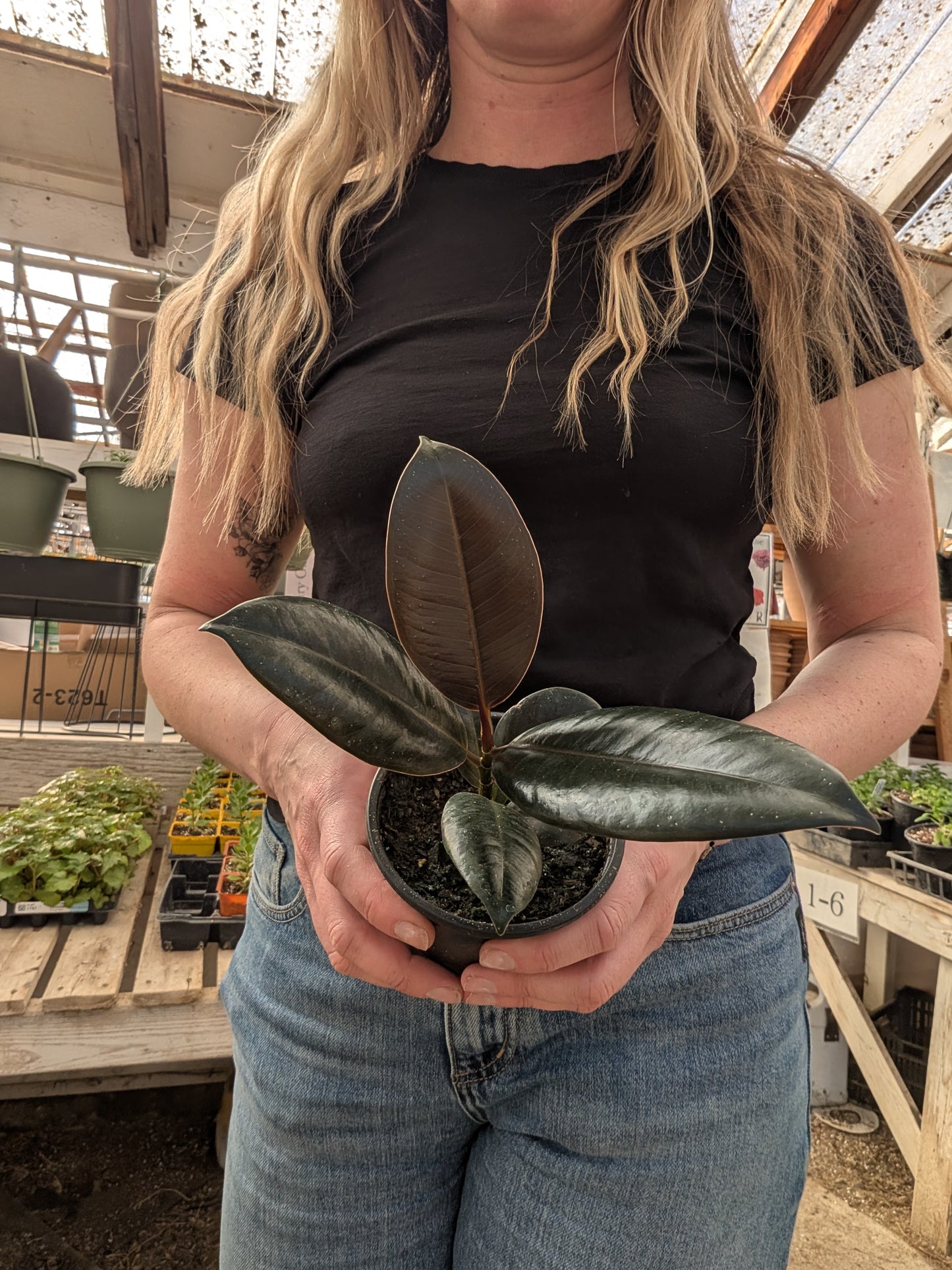 Ficus Elastica Burgundy