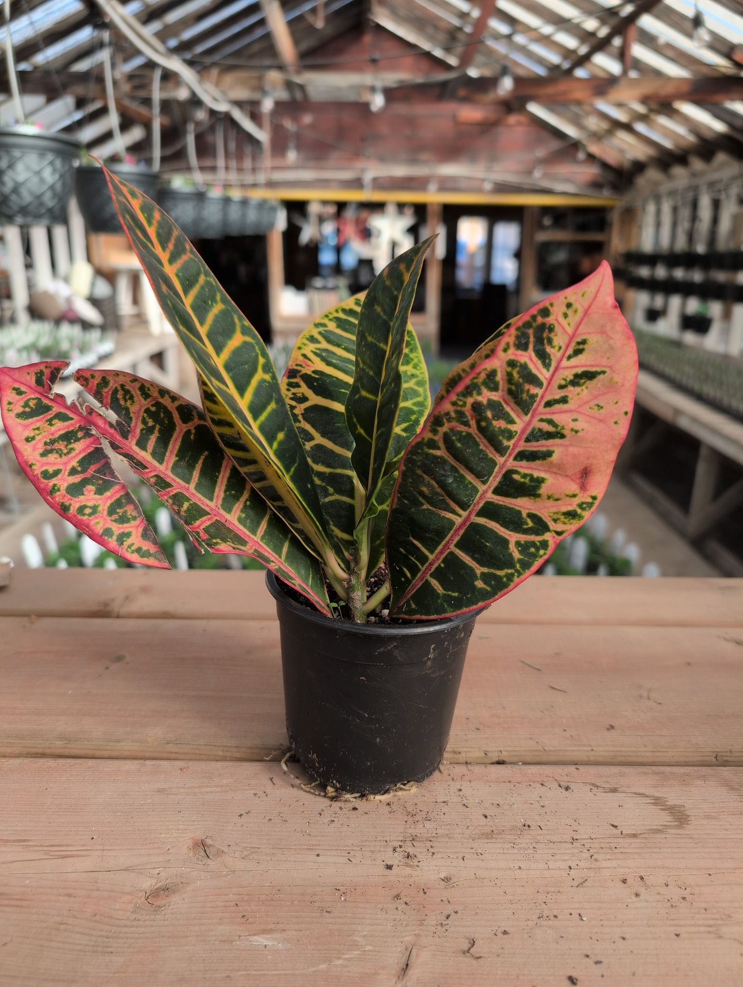 Croton Petra