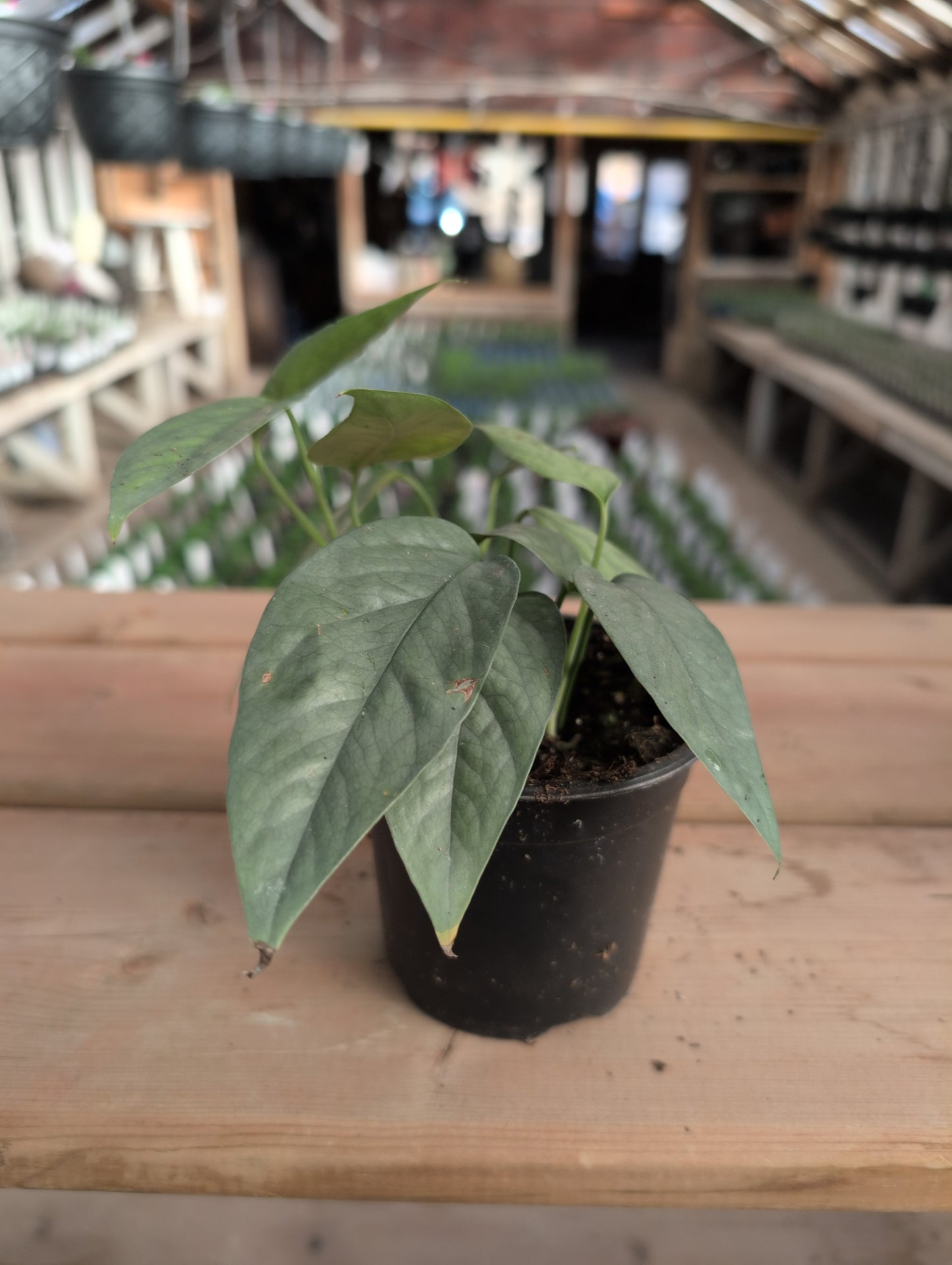 Pothos Cebu Blue