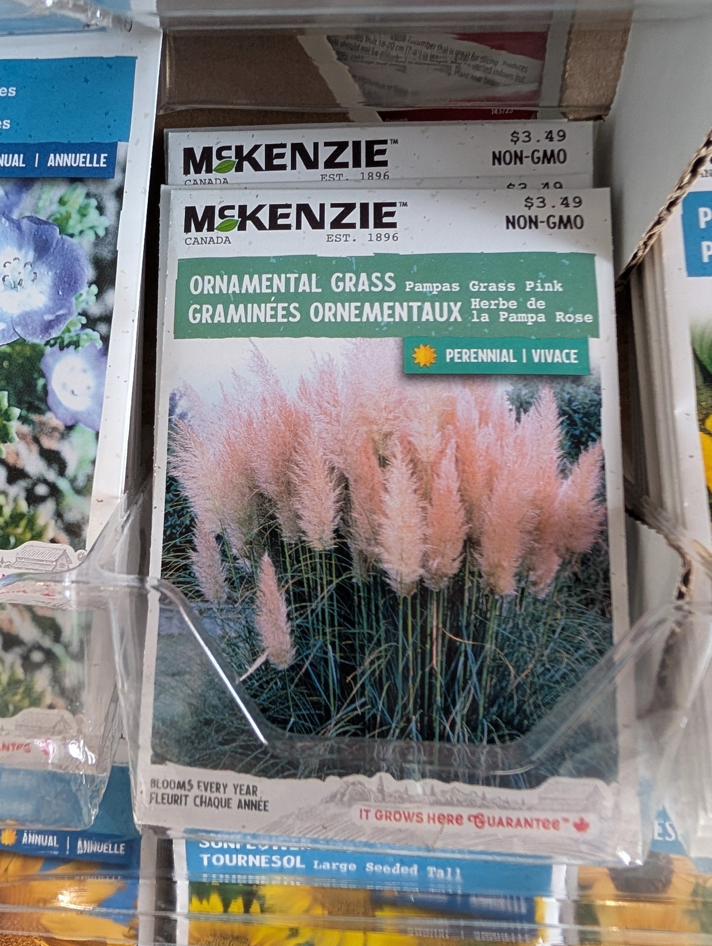 Pampas Grass Pink