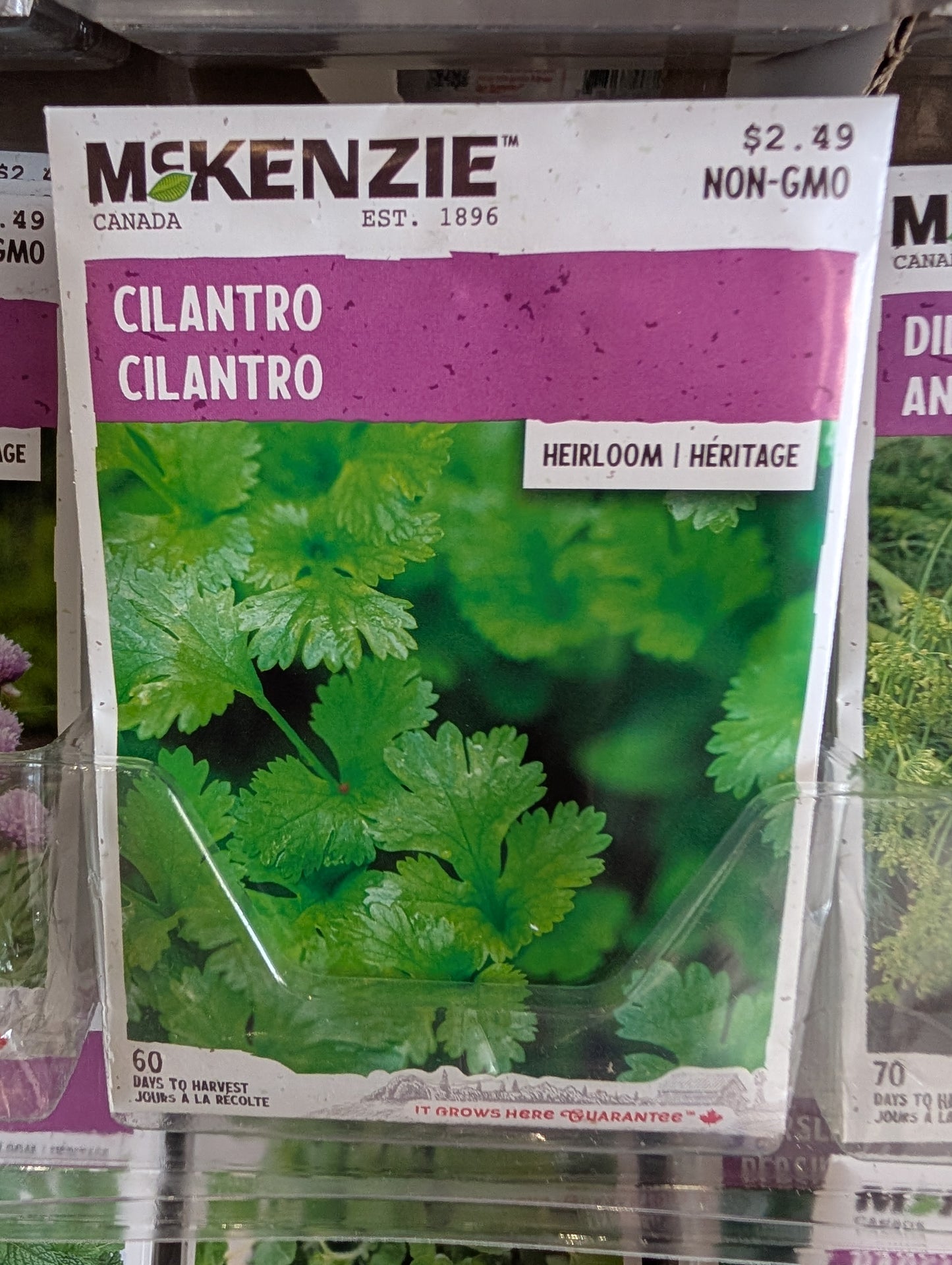 Cilantro