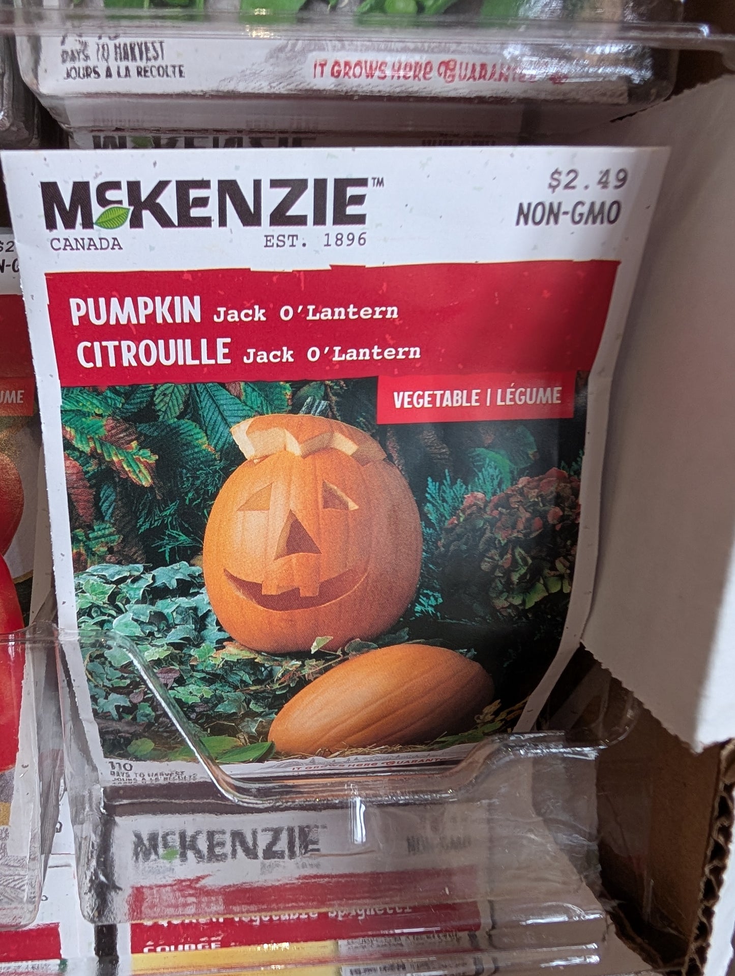 Jack o Lantern Pumpkin