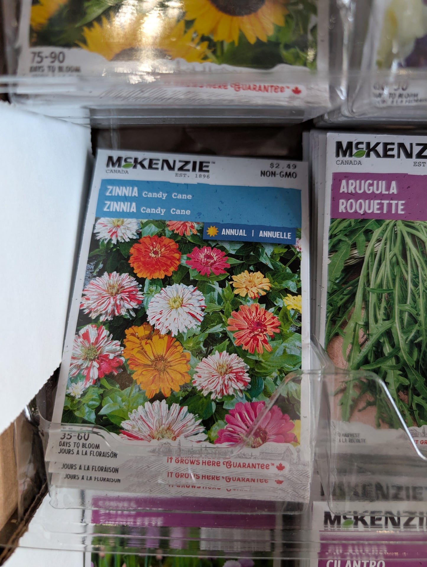 Candy Cane Zinnia