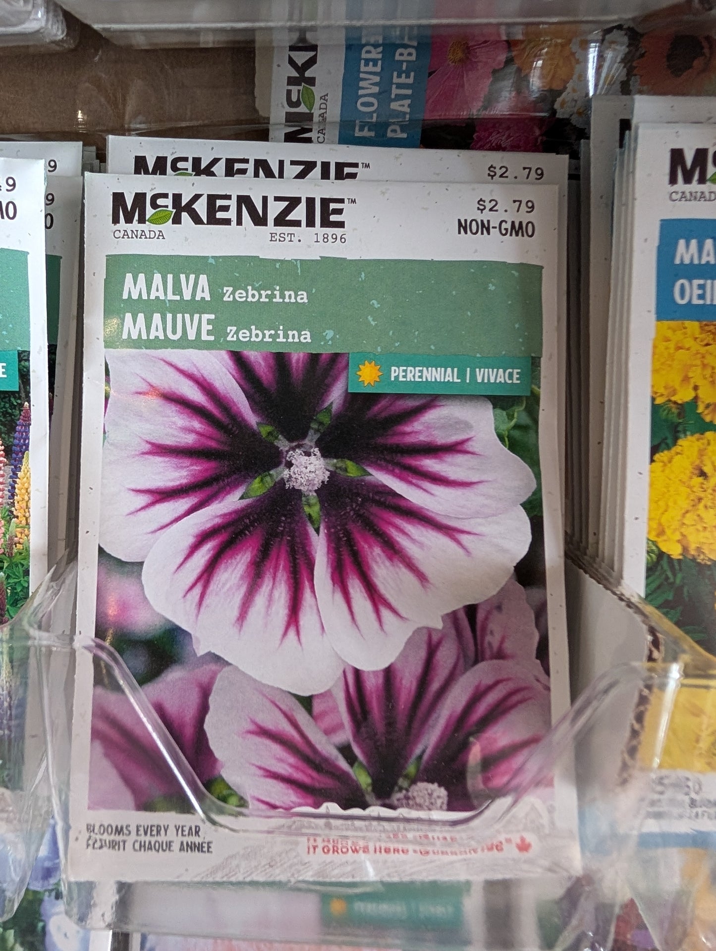 Malva Zebrina