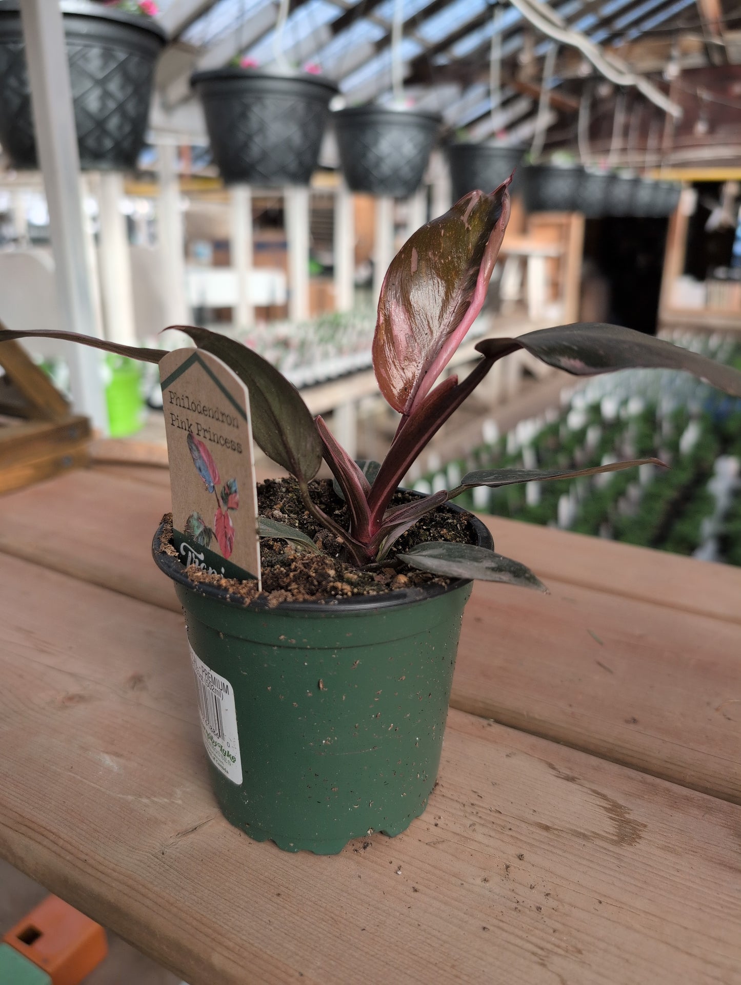 Philodendron Pink Princess