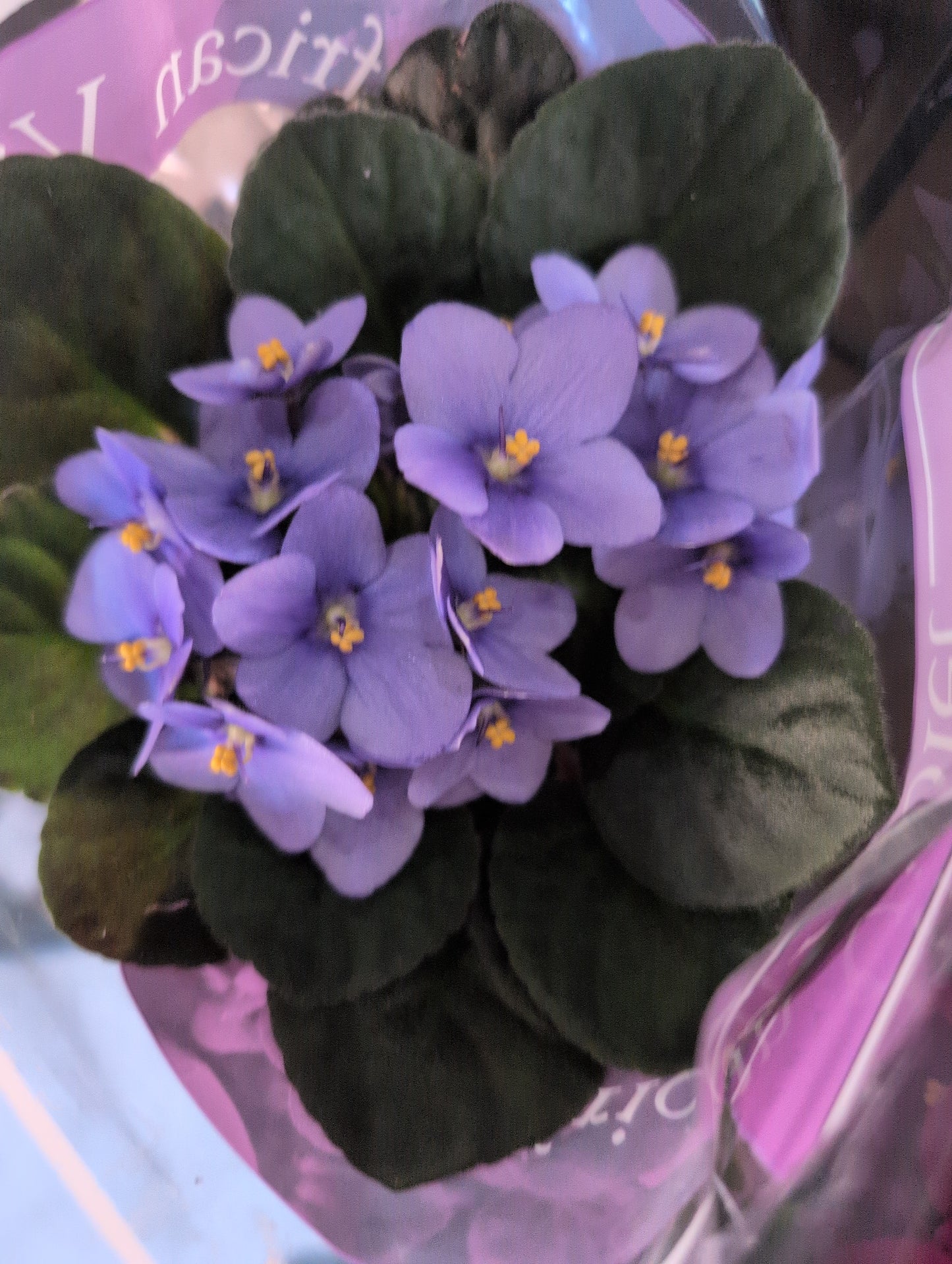 4" African Violet