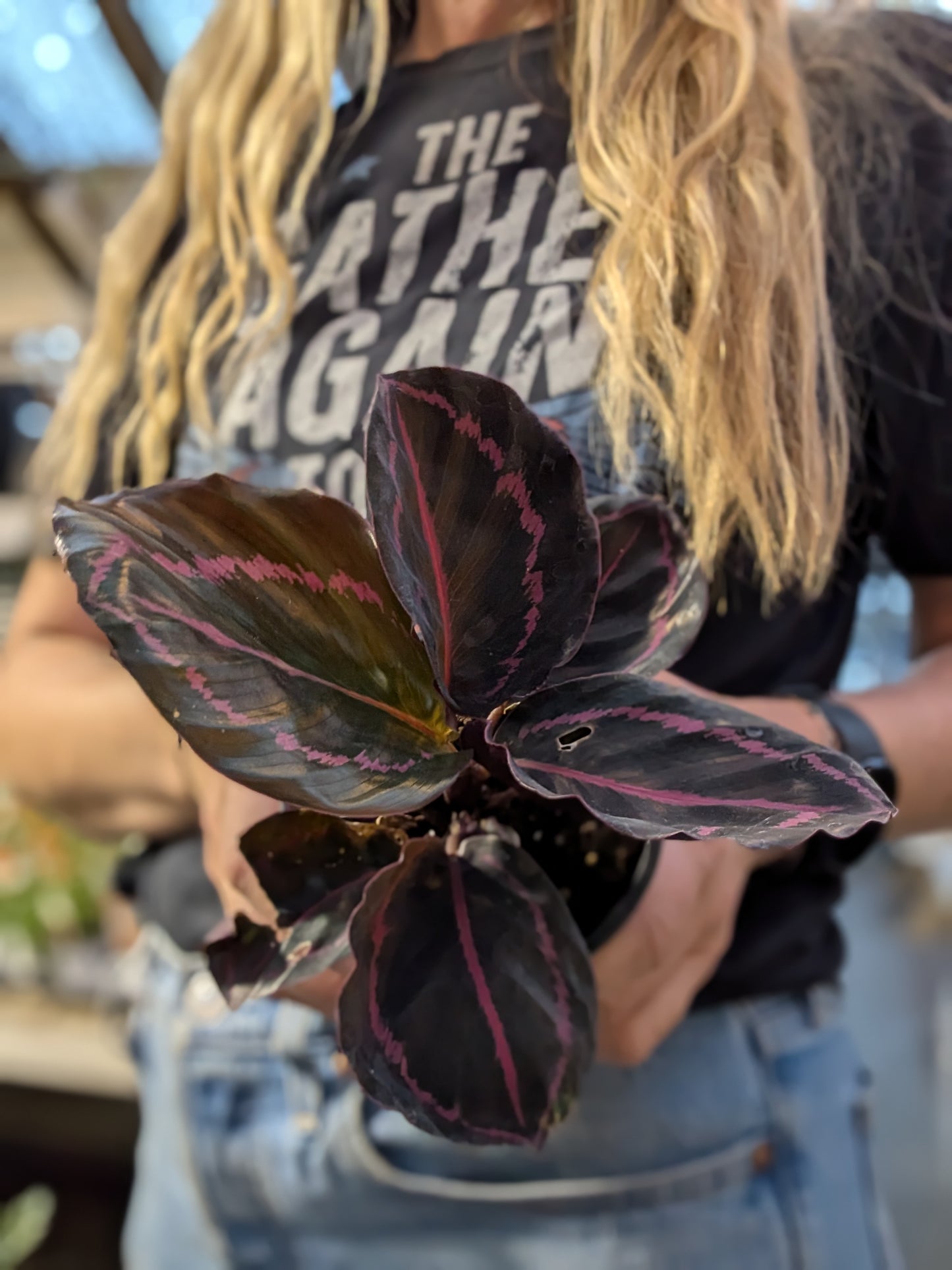 Calathea Roseopicta 'Dottie'