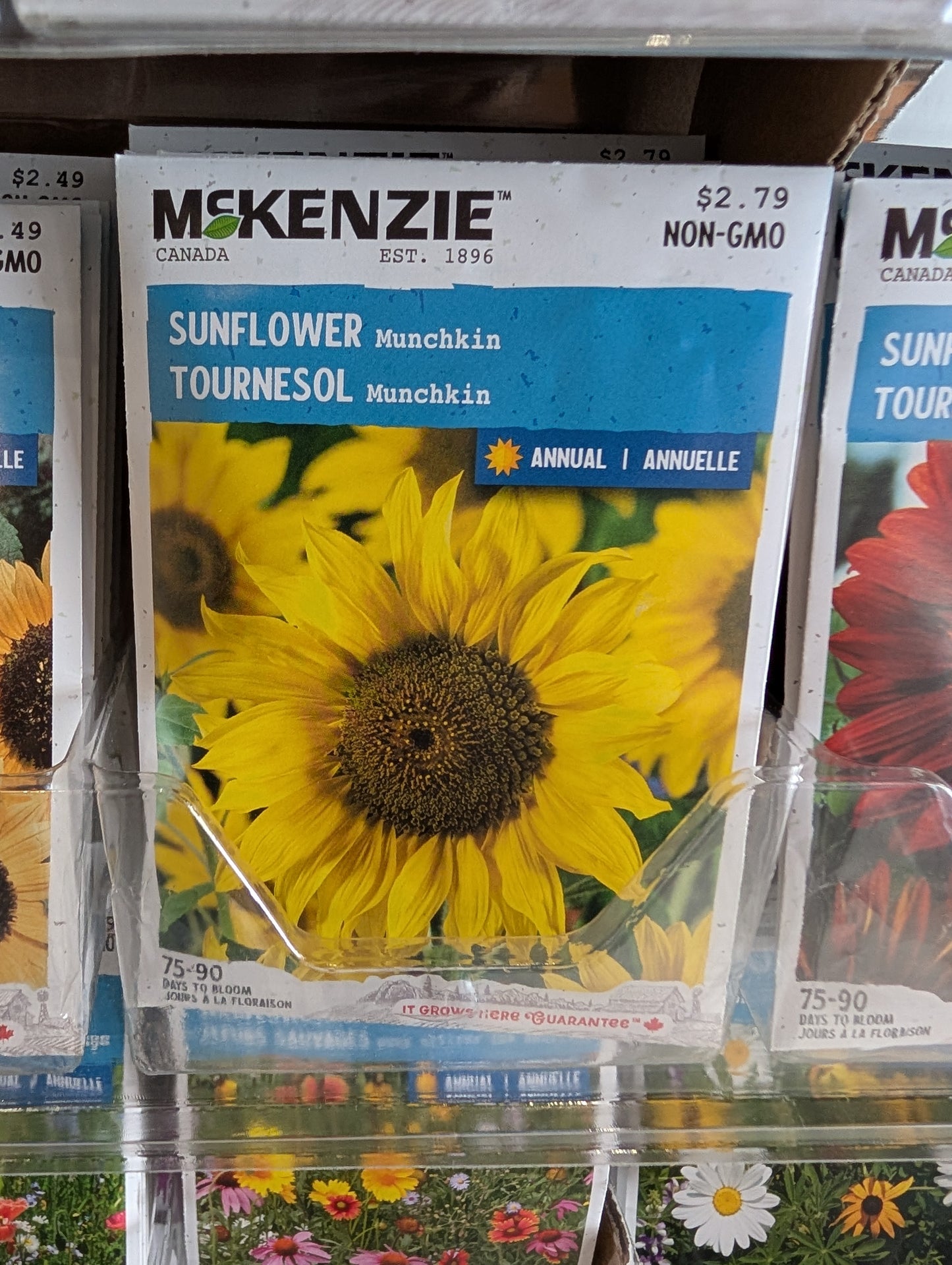 Munchkin Sunflower