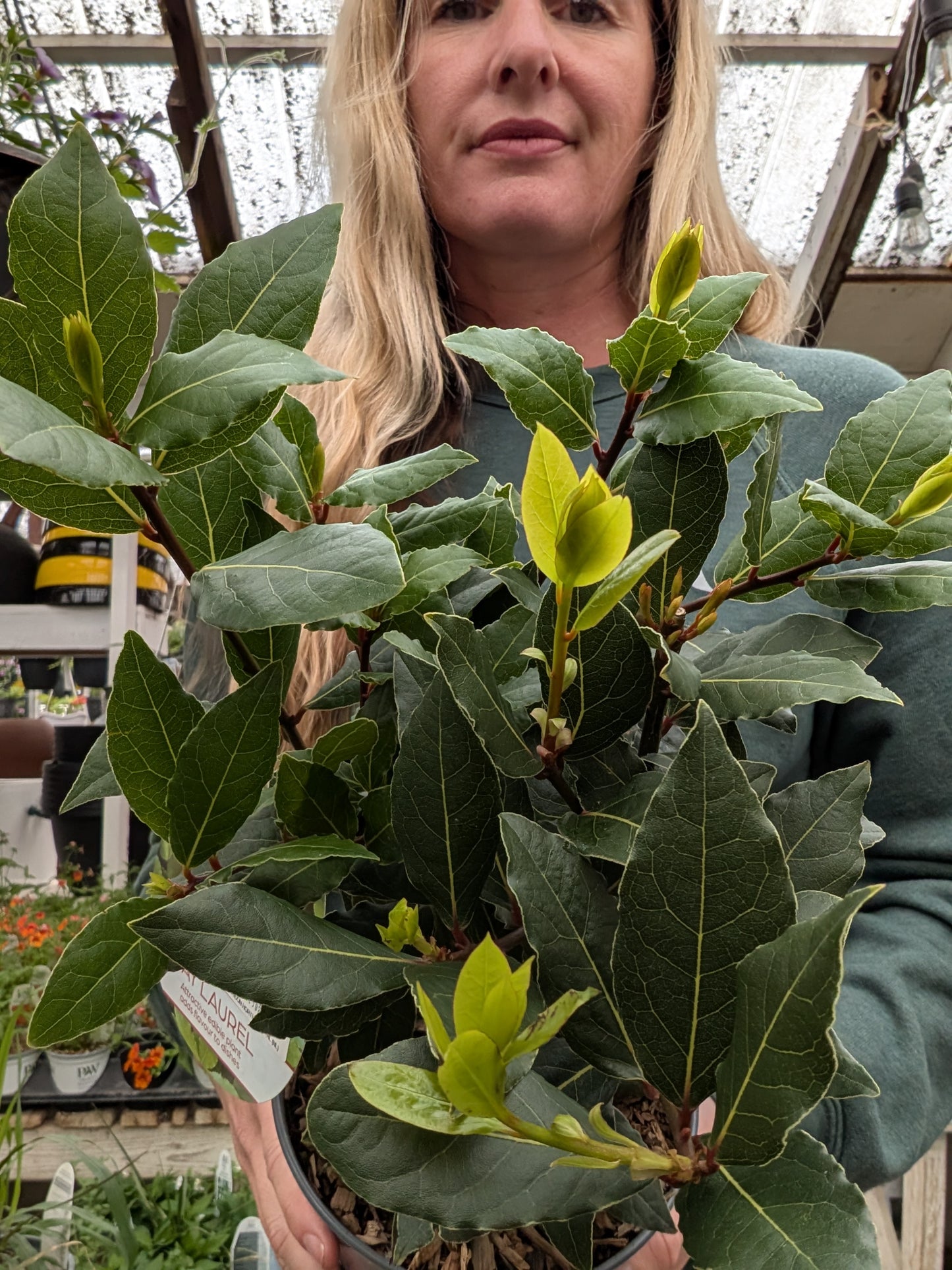 Bay Laurel