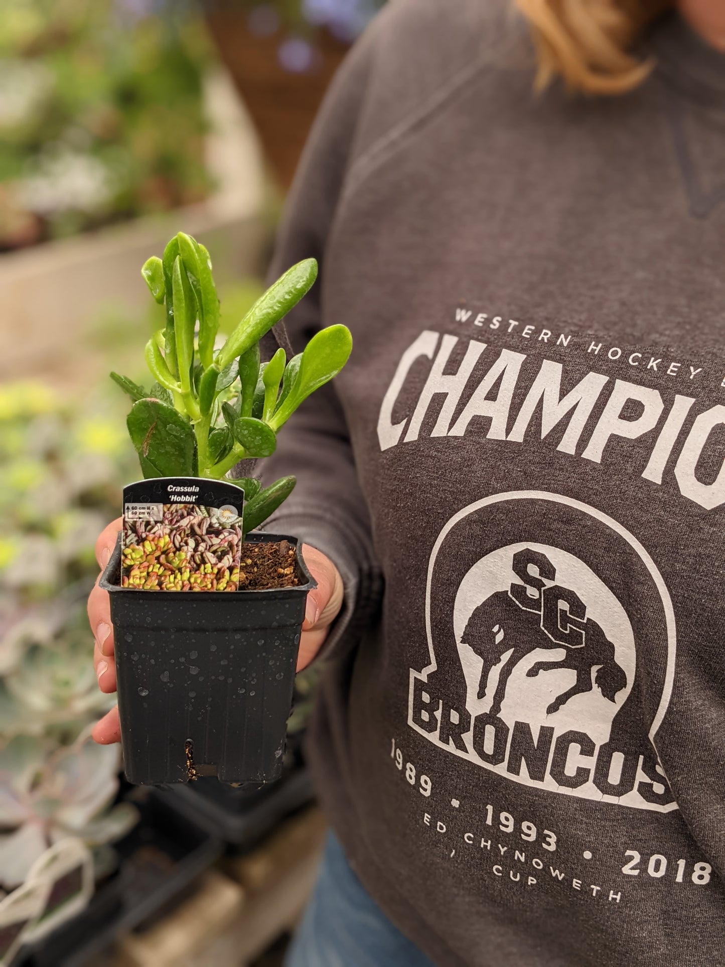 Mixed Succulent Jumbo 6-Pack