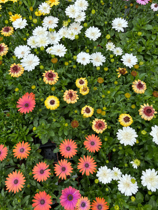 Mixed Flowers for a Sun Planter (Jumbo 6-Pack)