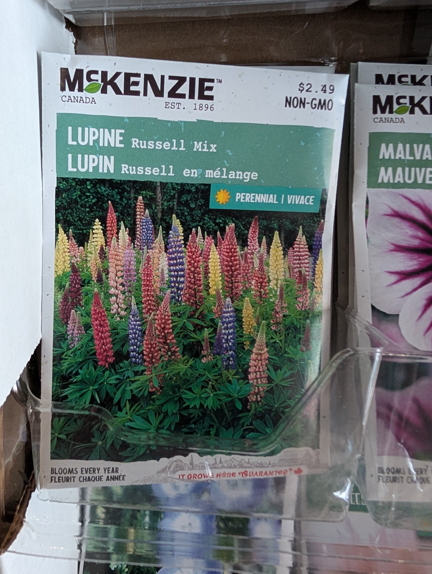 Russell Mix Lupine