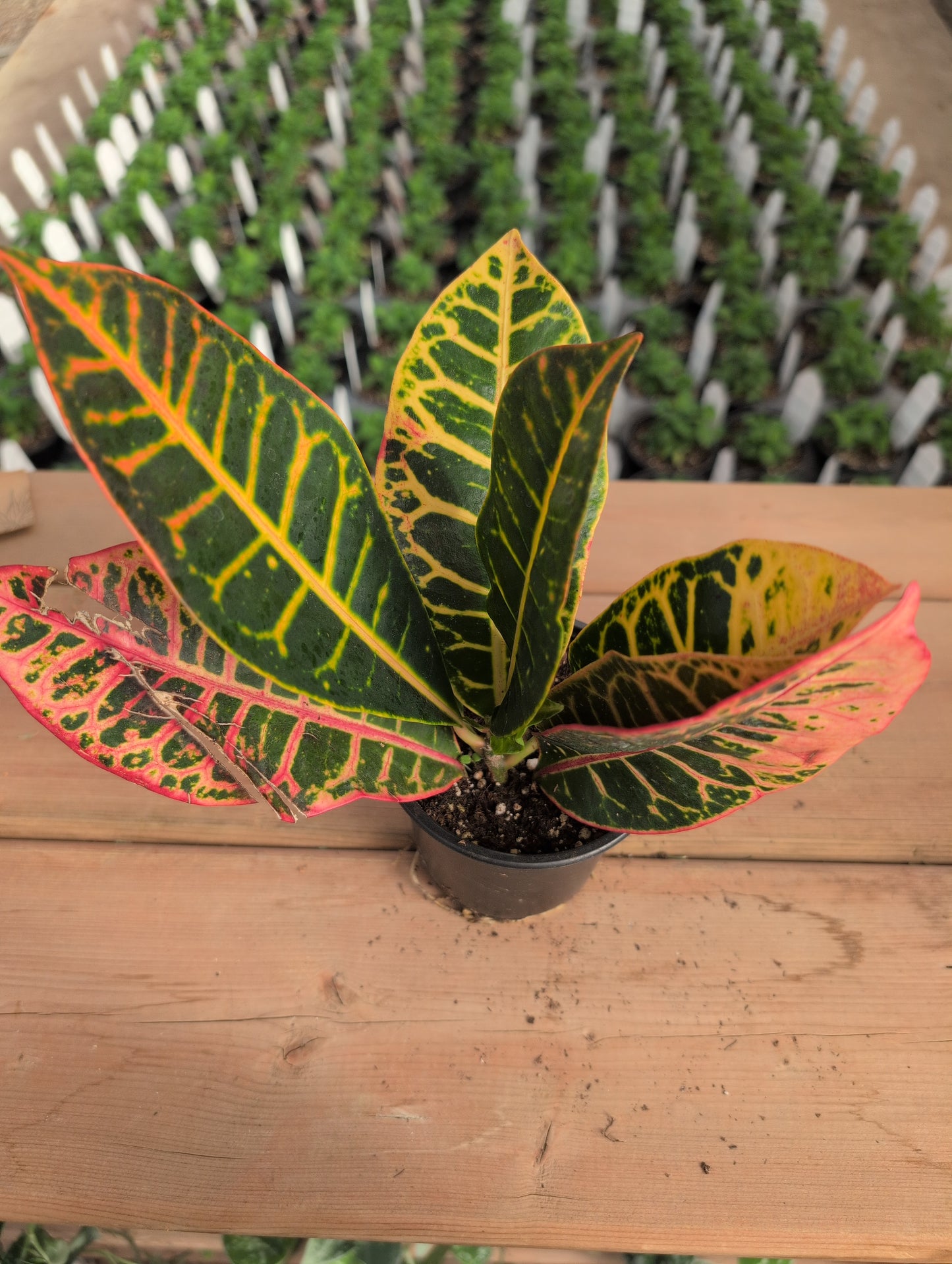 Croton Petra