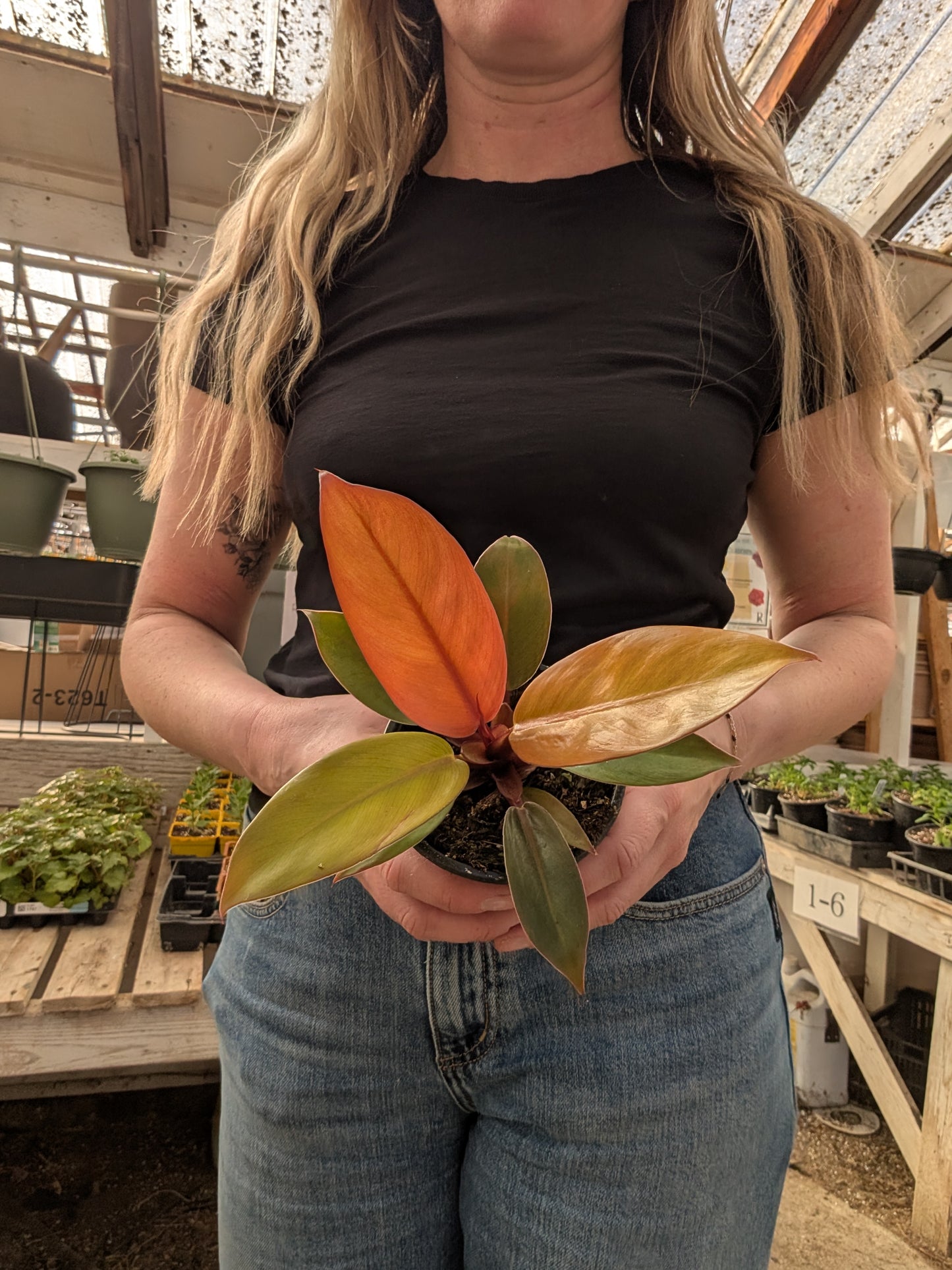 Philodendron Prince of Orange