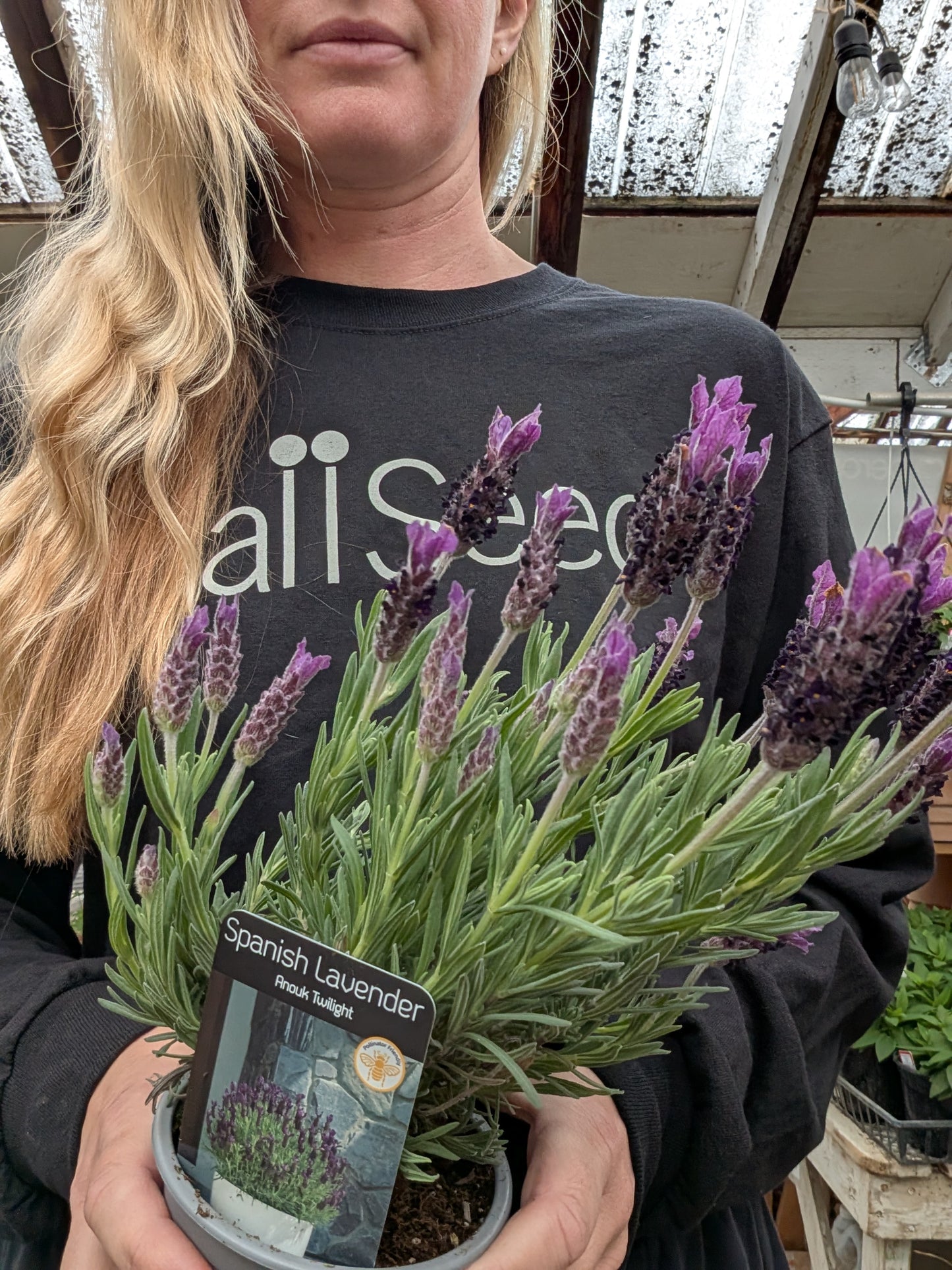 Anouk Twilight Lavender
