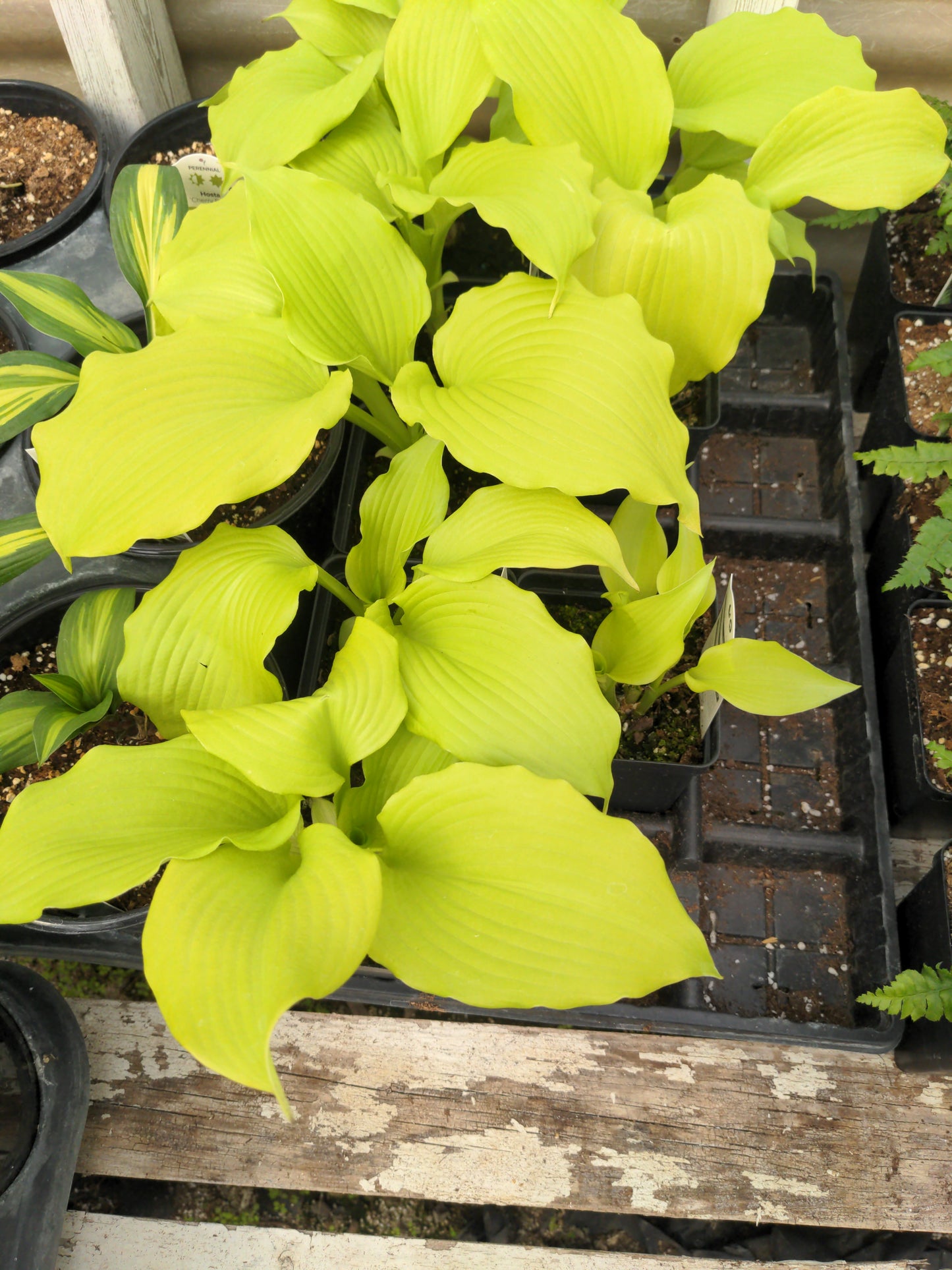Hosta Dancing Queen