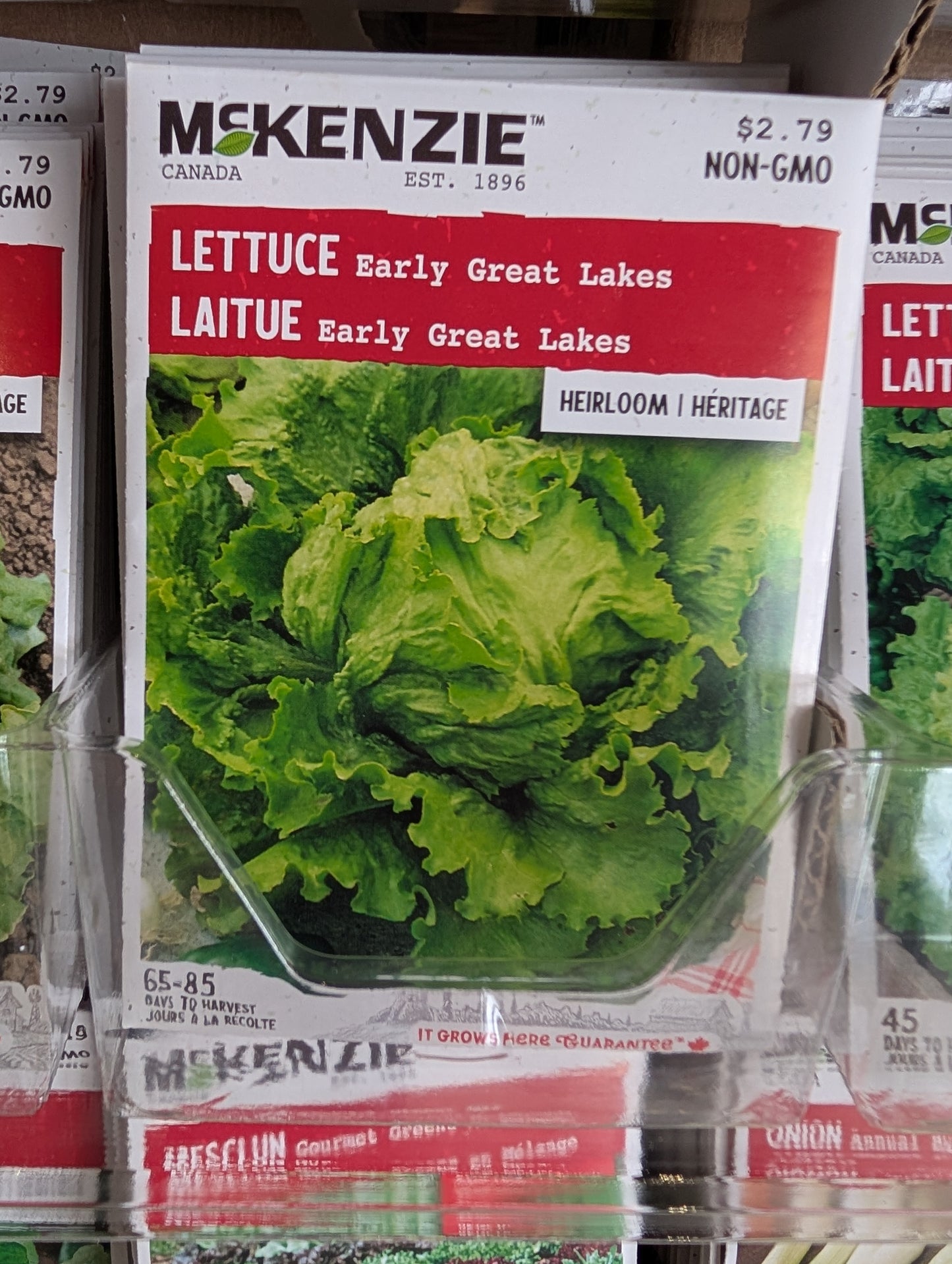 Early Great Lakes Lettuce