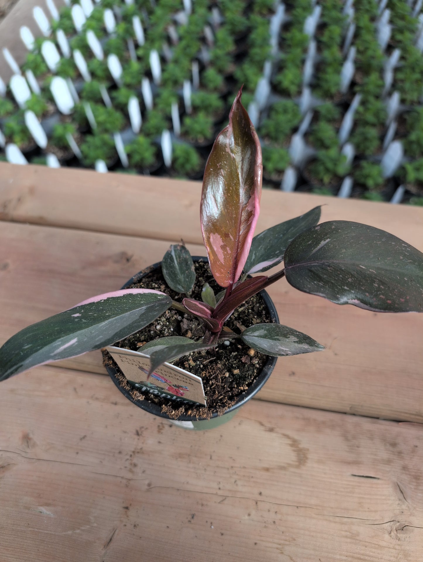 Philodendron Pink Princess