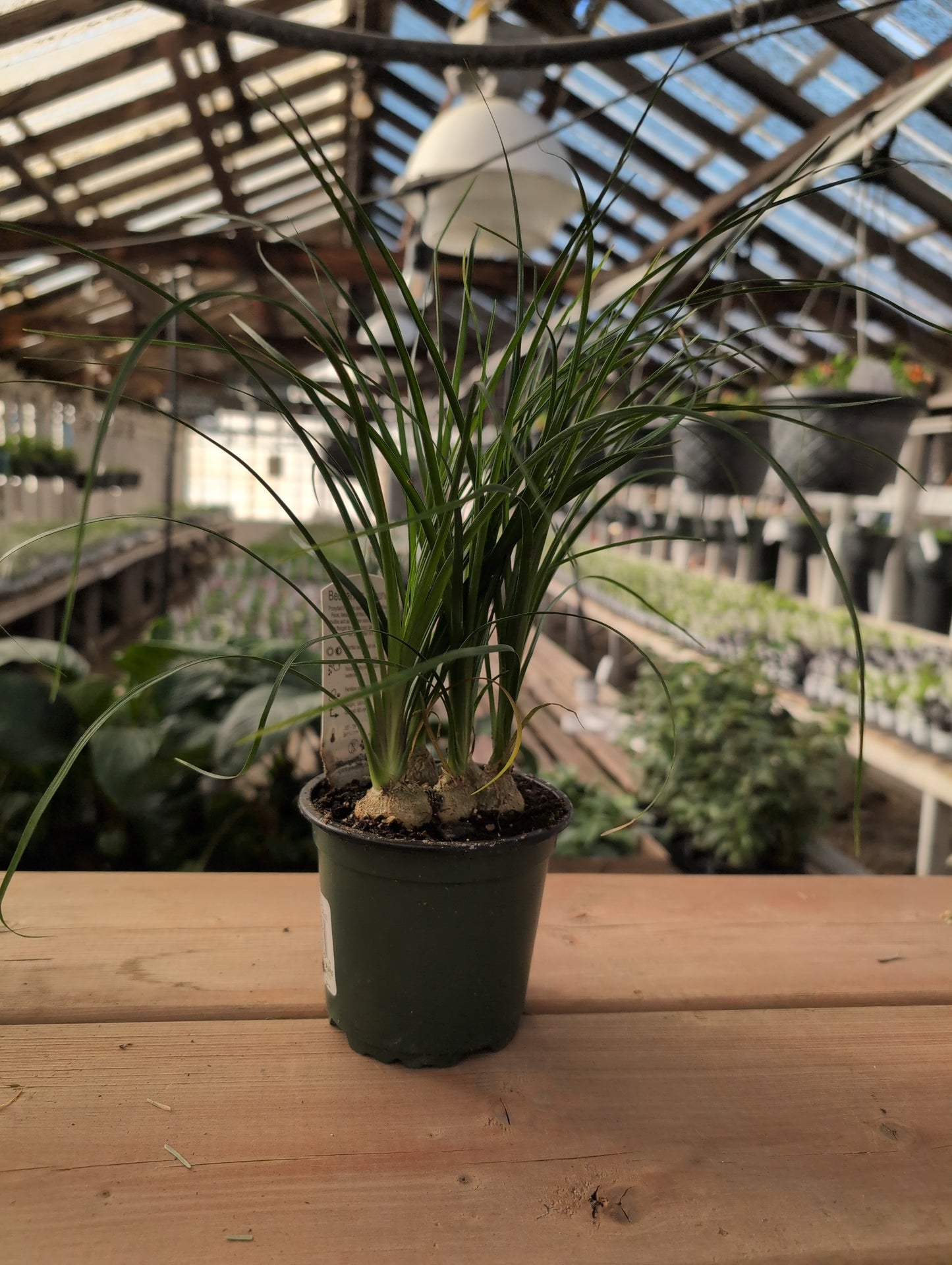 Pony Tail Palm