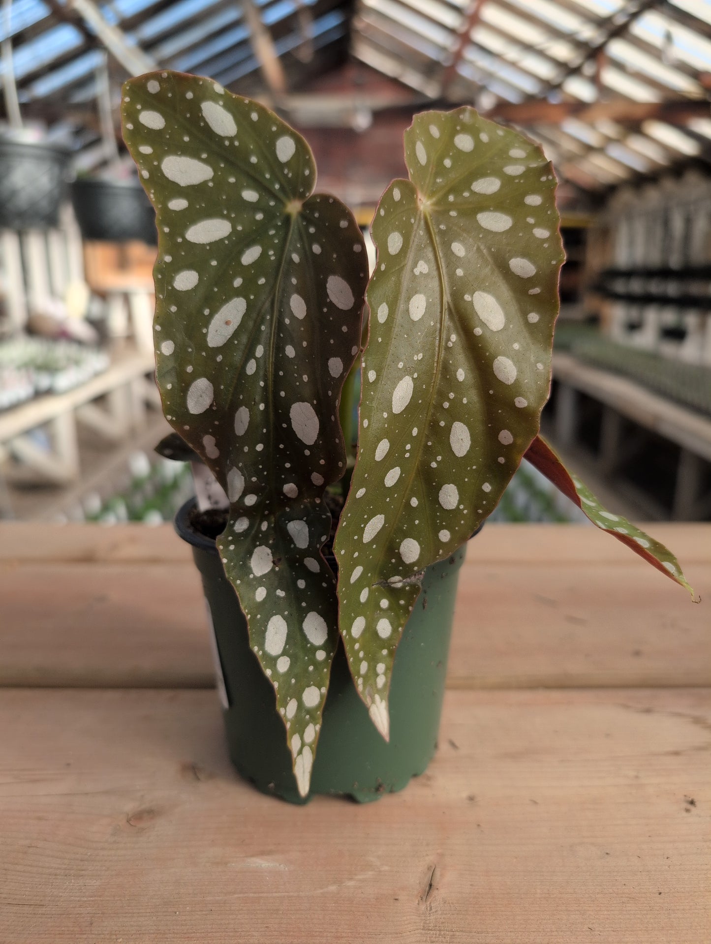 Begonia Maculata