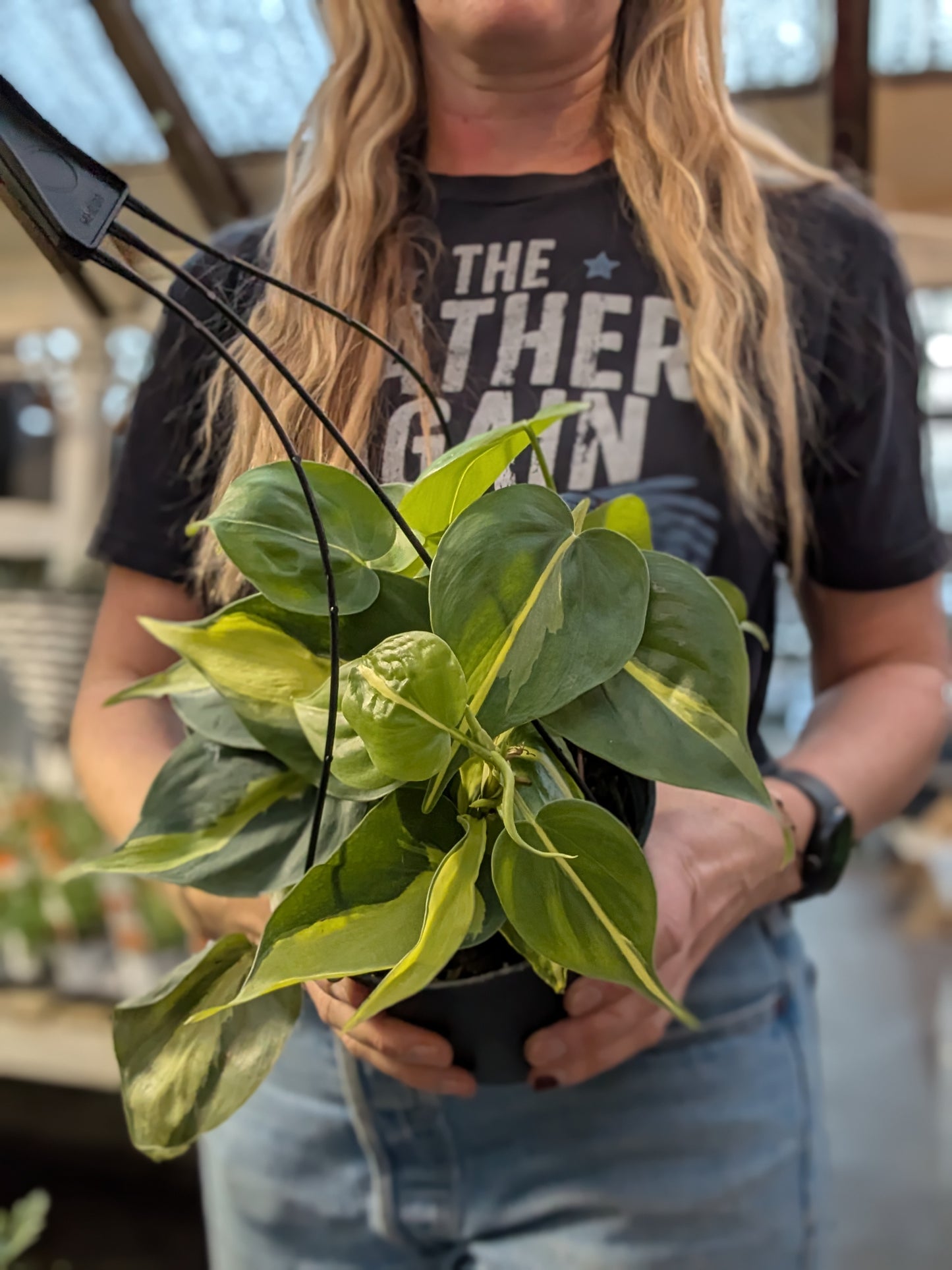 Philodendron Lemon Stripe
