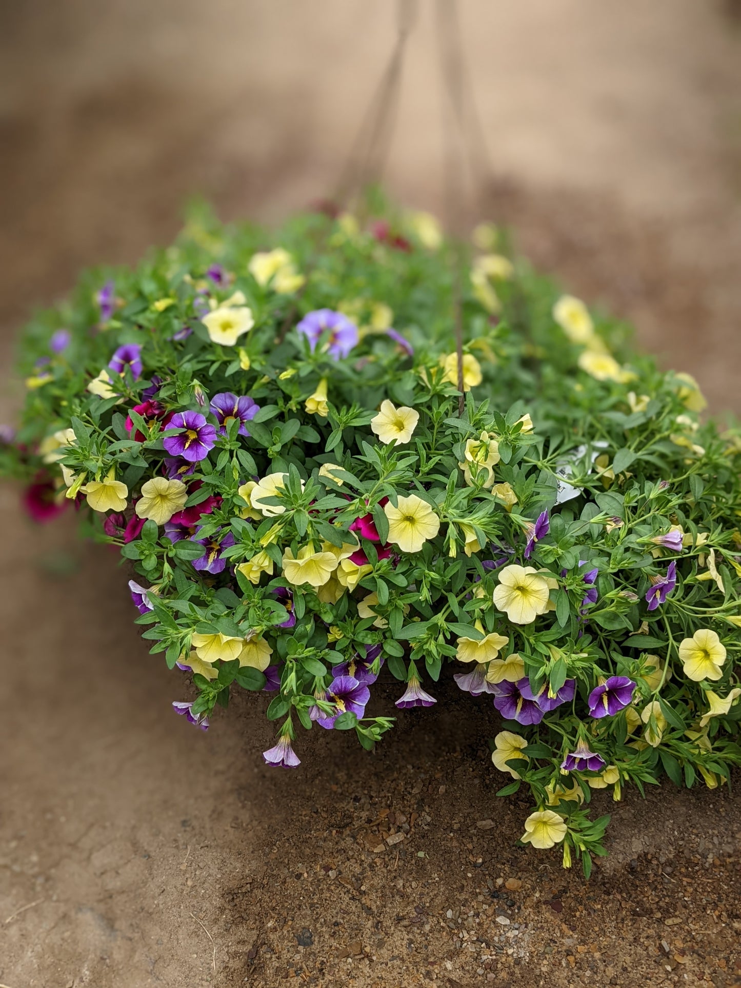 12" Premium Sun Hanging Basket