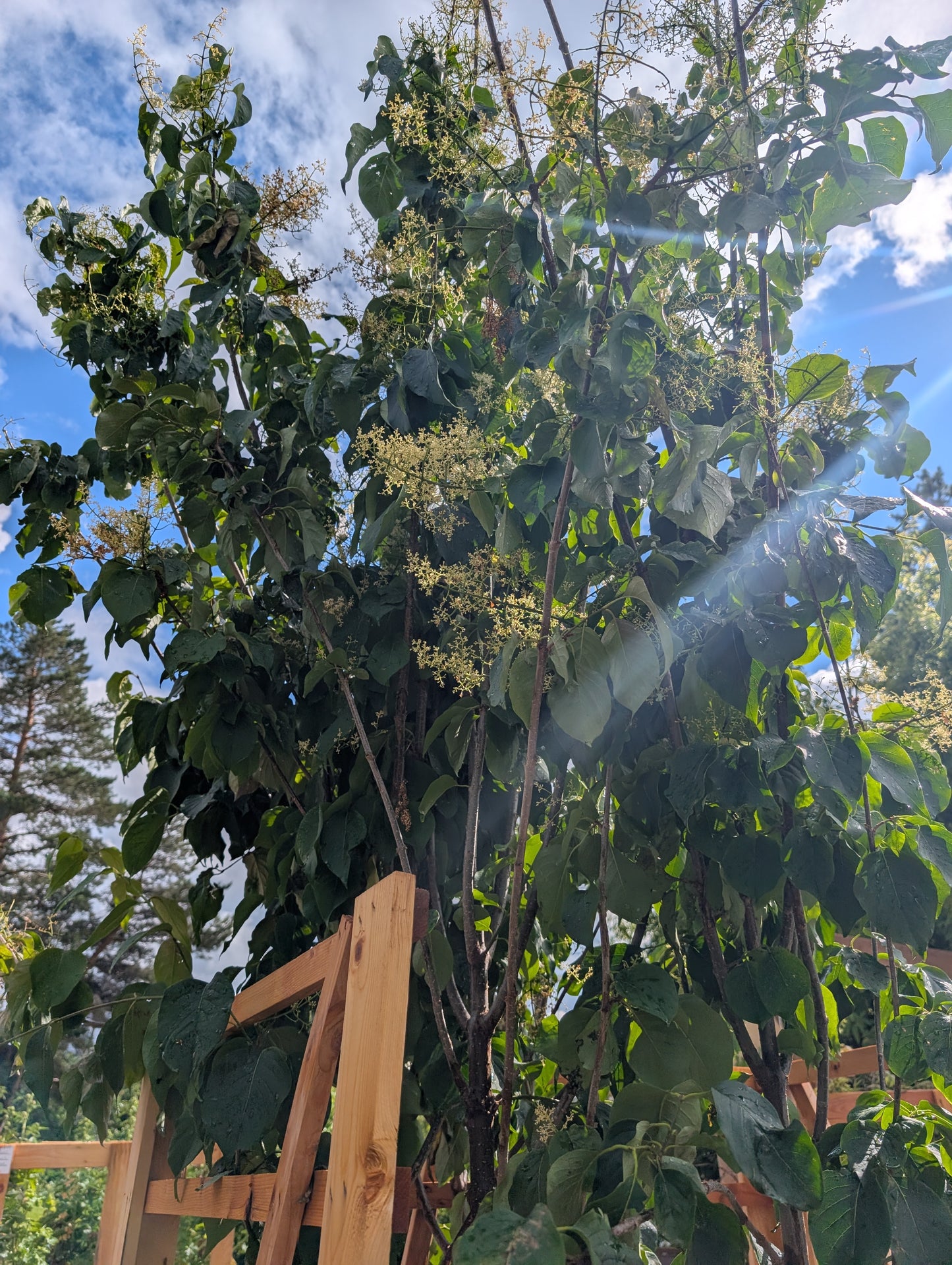 Ivory Silk Japanese Tree Lilac