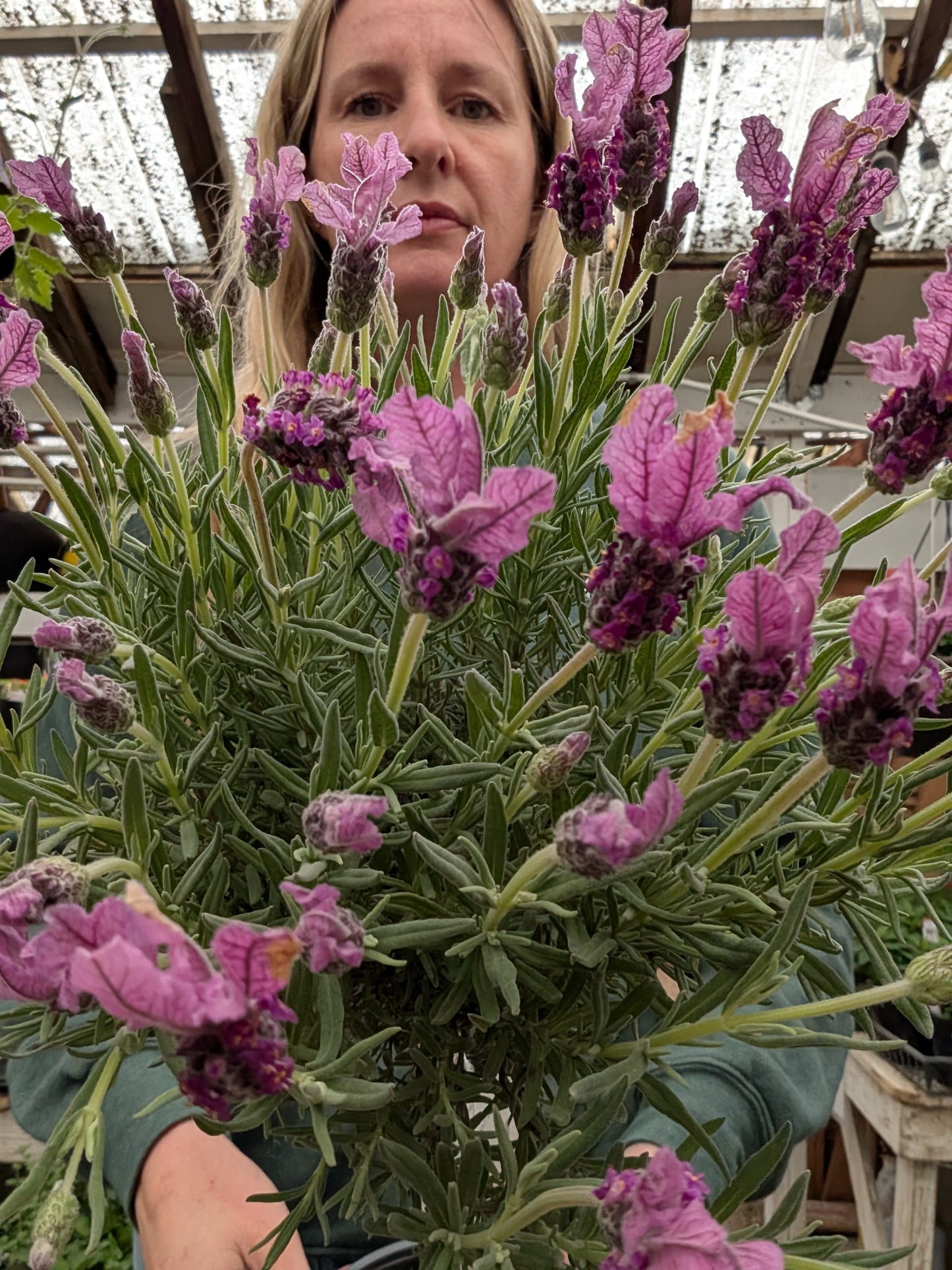 'The Princess' Lavender