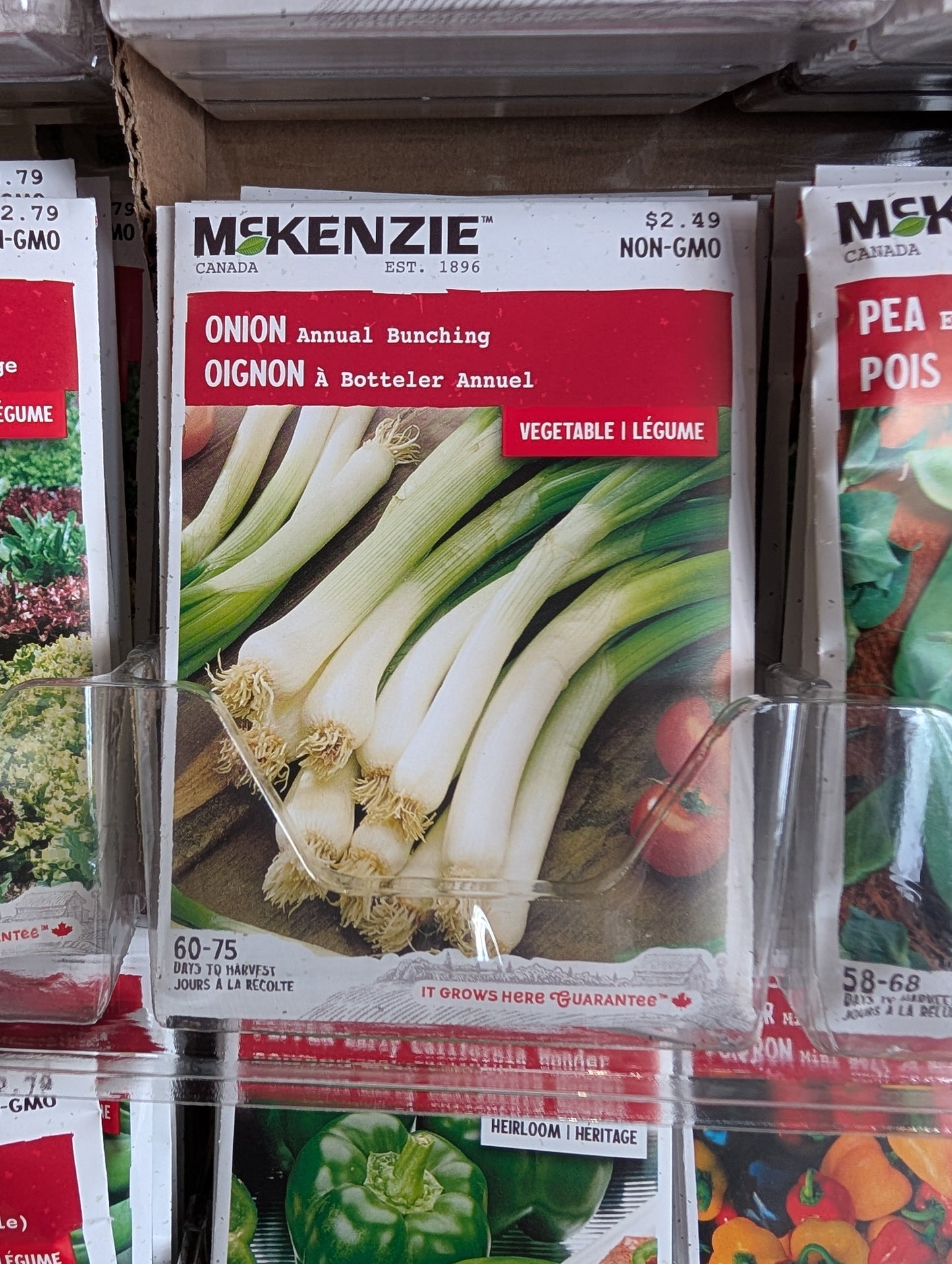 Annual Bunching Onion