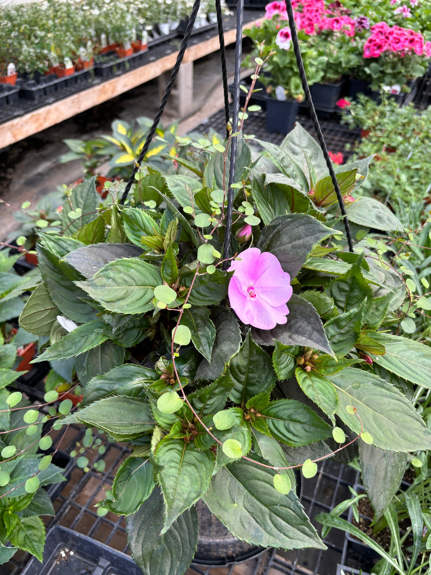 Mixed Flowers for a Shade Planter. (Jumbo 6-Pack)