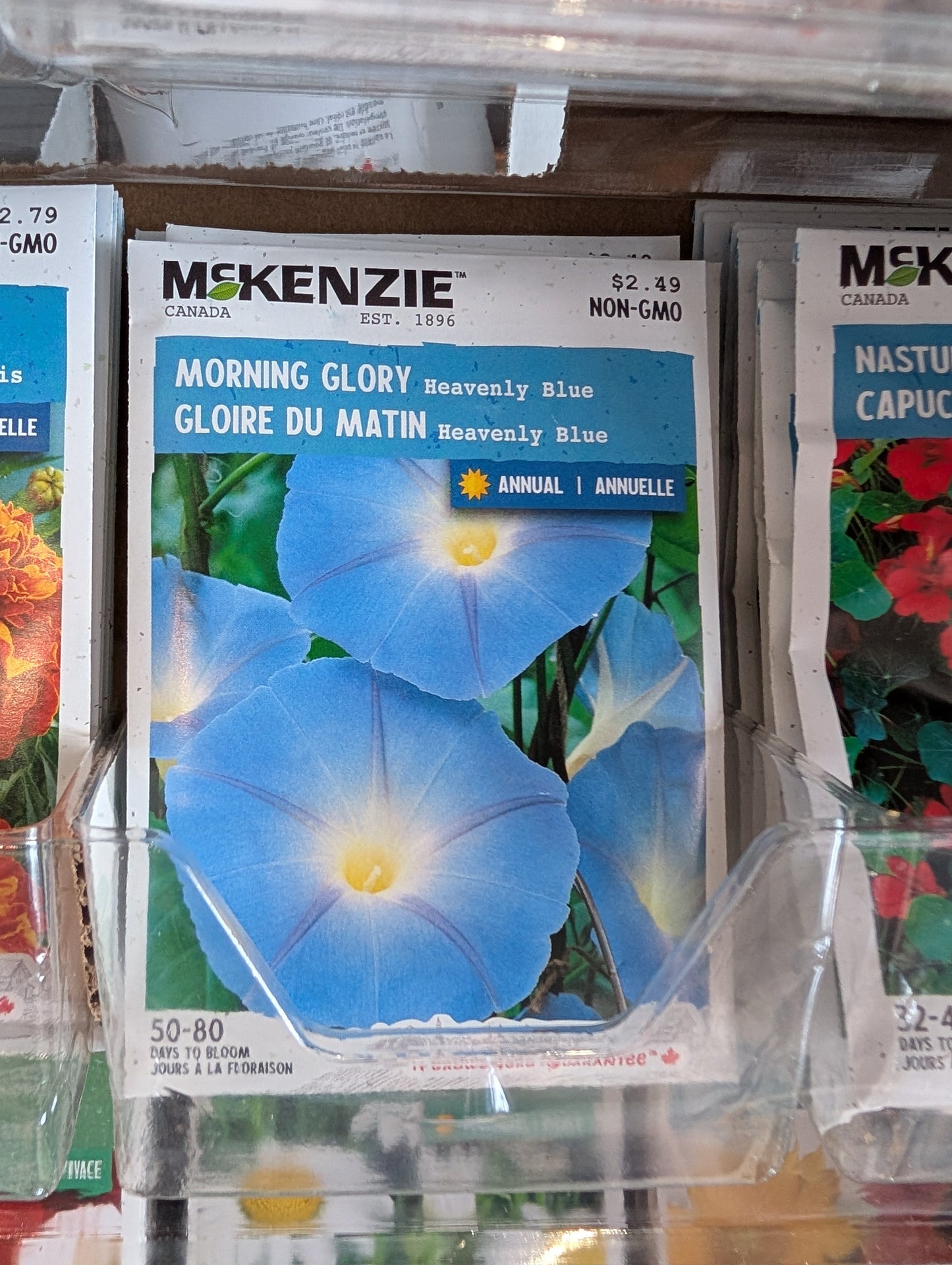 Heavenly Blue Morning Glory
