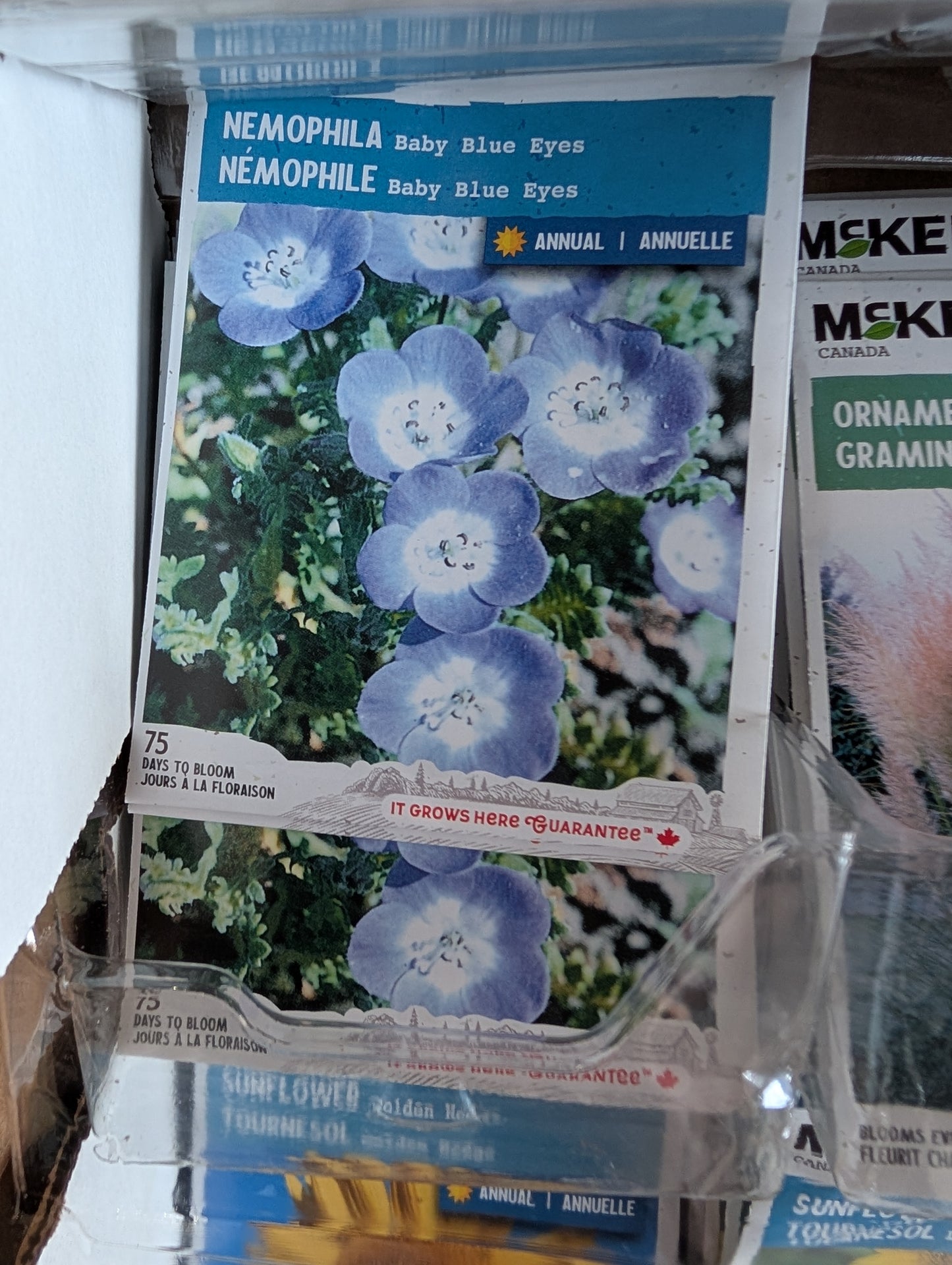 Baby Blue Eyes Nemophila