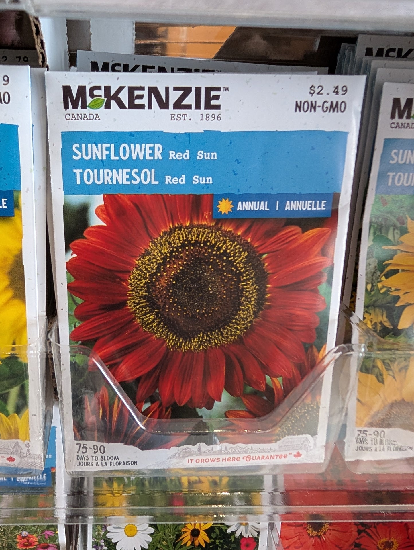 Red Sun Sunflower