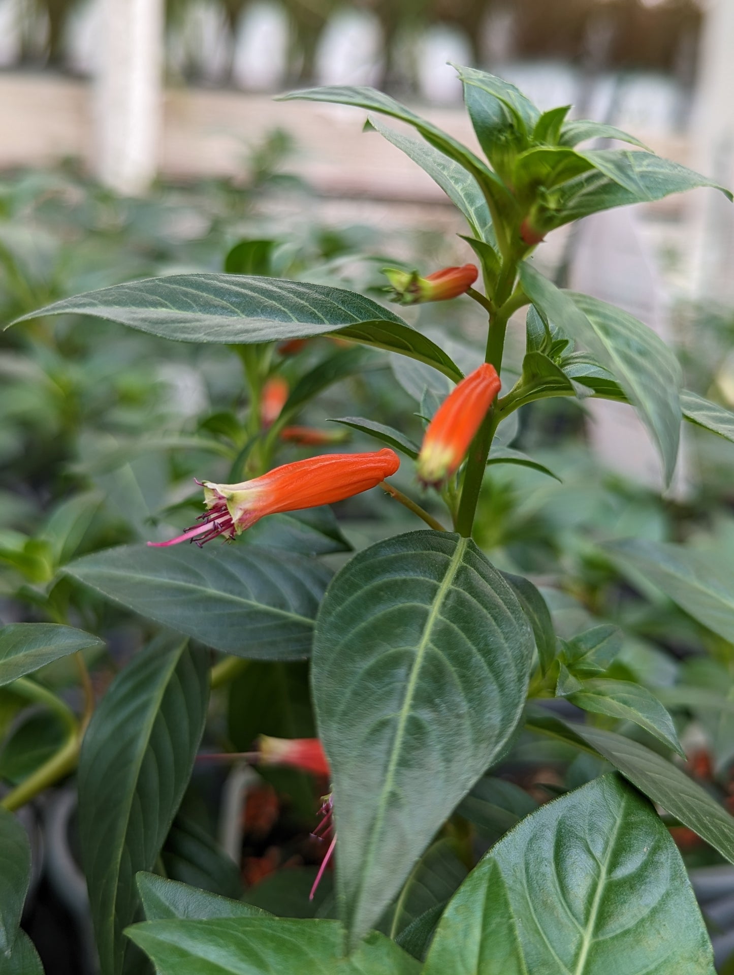 Vermillionaire (Large Firecracker Plant)