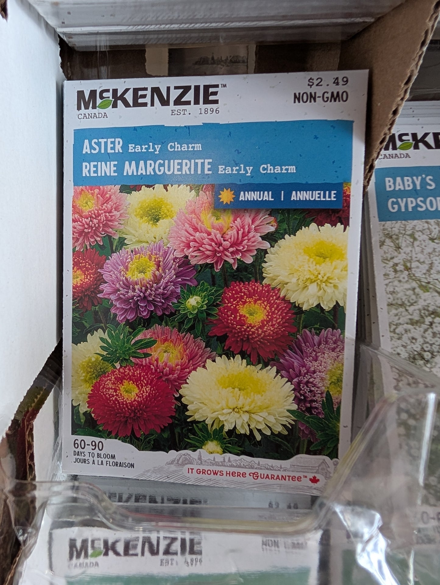 Early Charm Aster