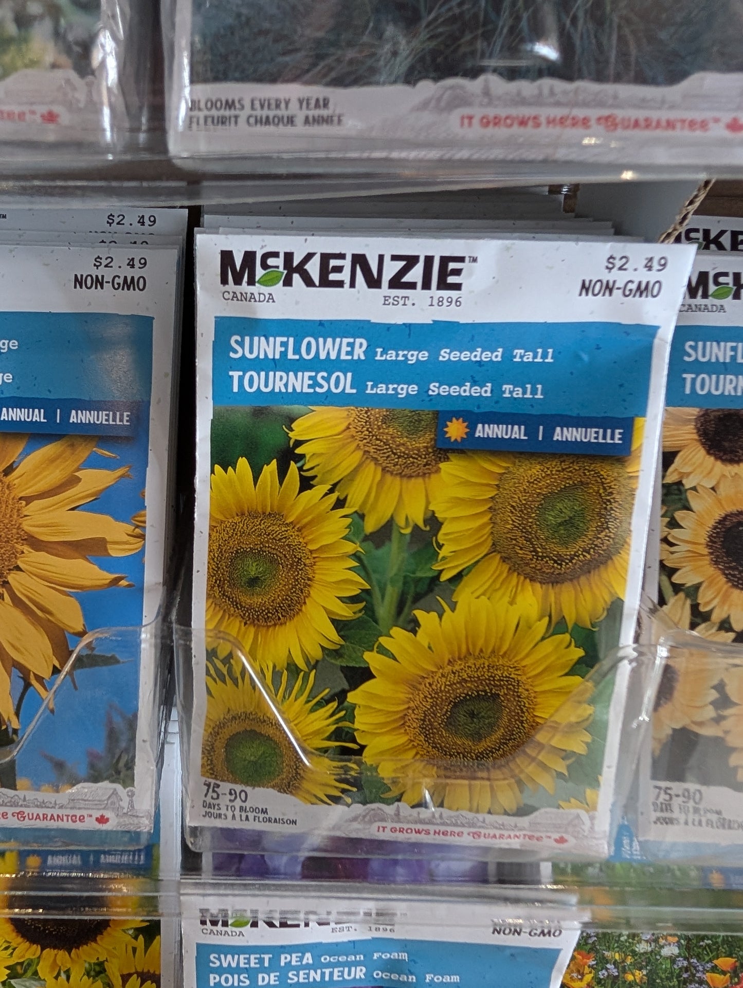 Large Seeded Tall Sunflower