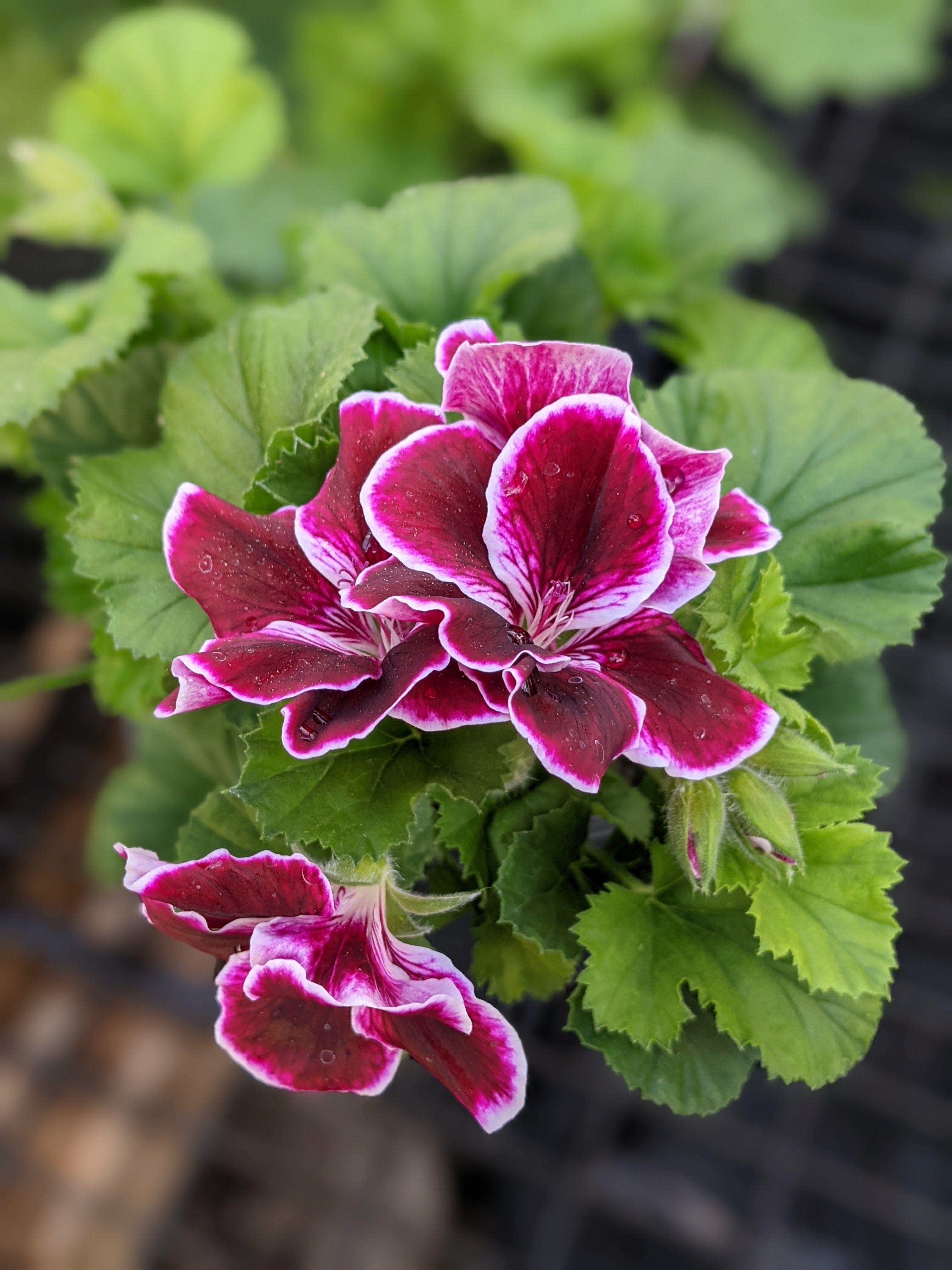 regal geranium seeds Imperial Regal Geranium – Riverdene Garden Centre
