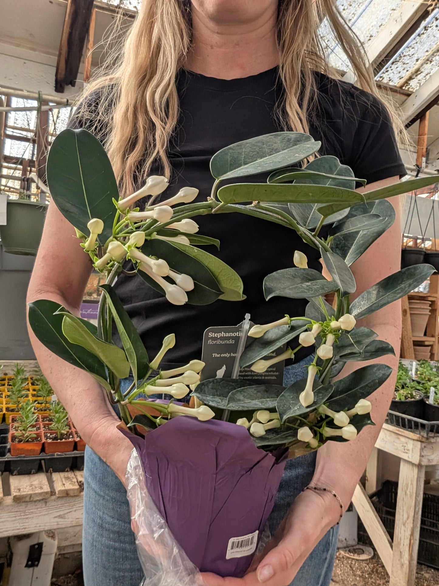 Stephanotis