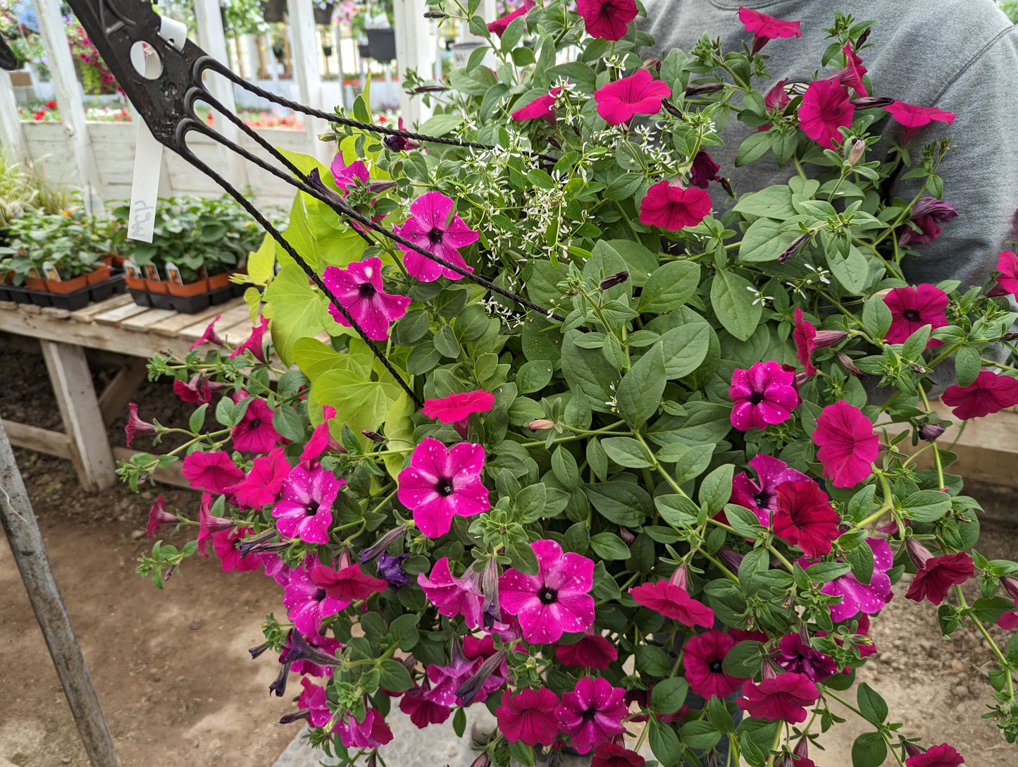 12" Premium Sun Hanging Basket