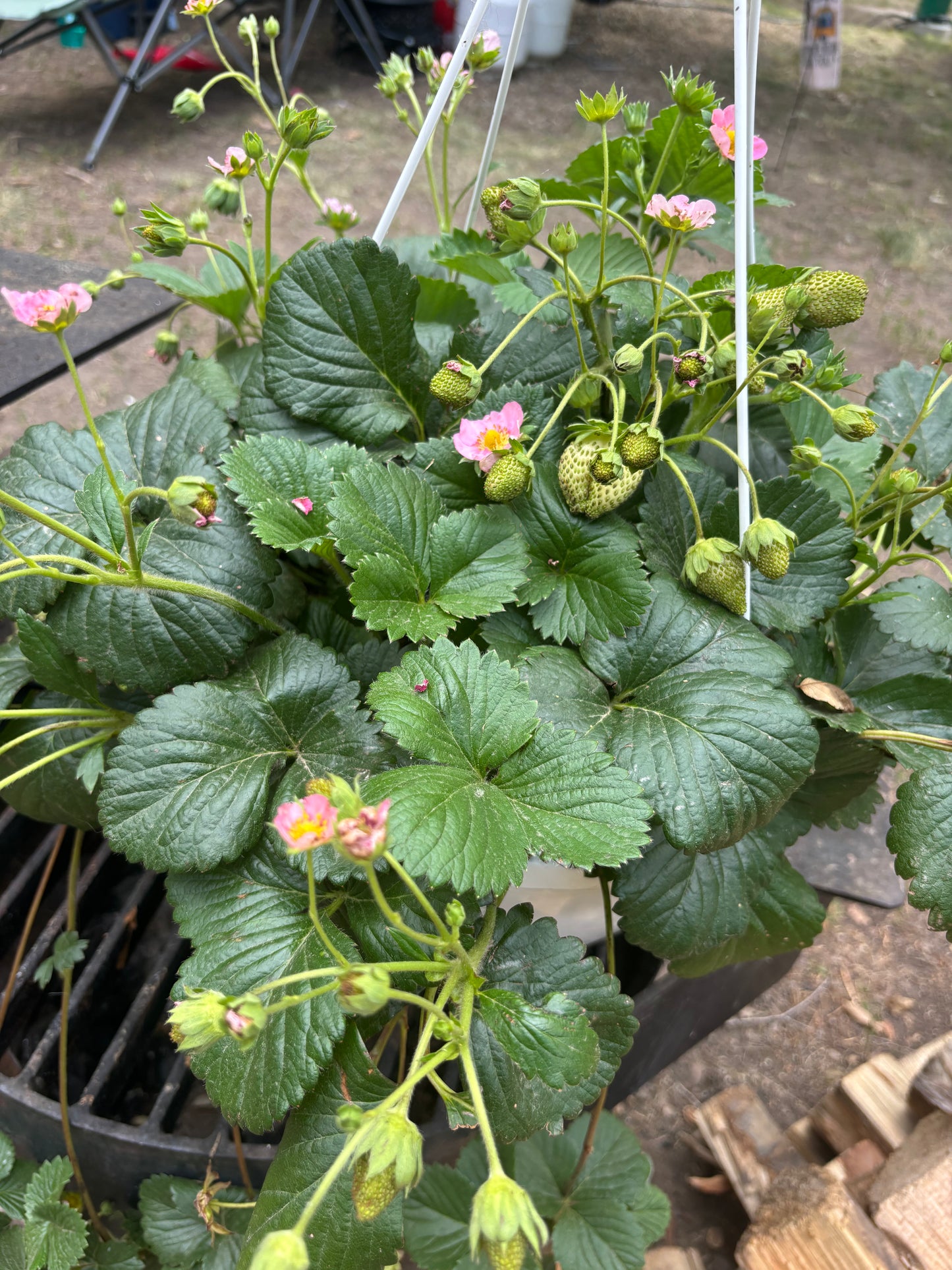 Strawberry Hanging Basket
