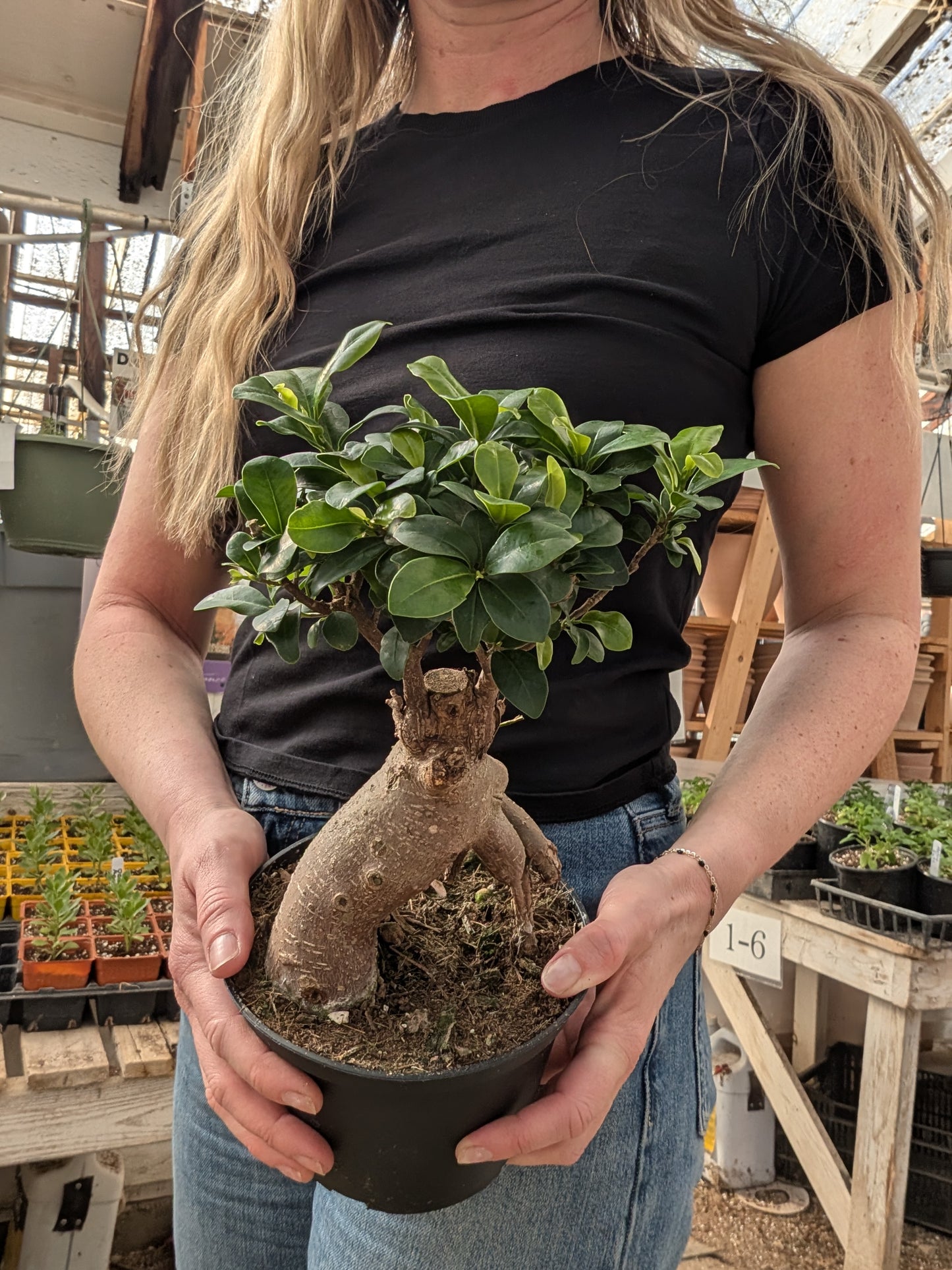 Ficus Bonsai with Exposed Roots