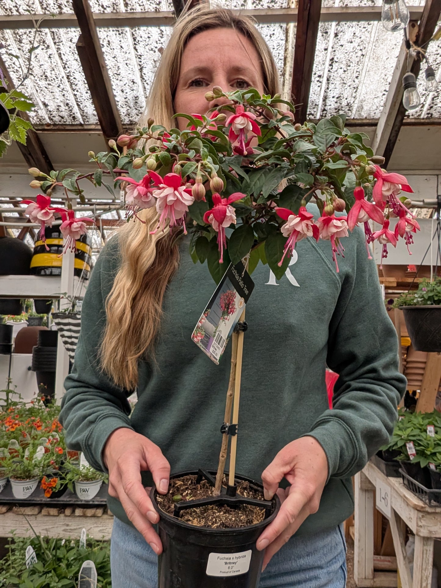 Britney Fuchsia Standard