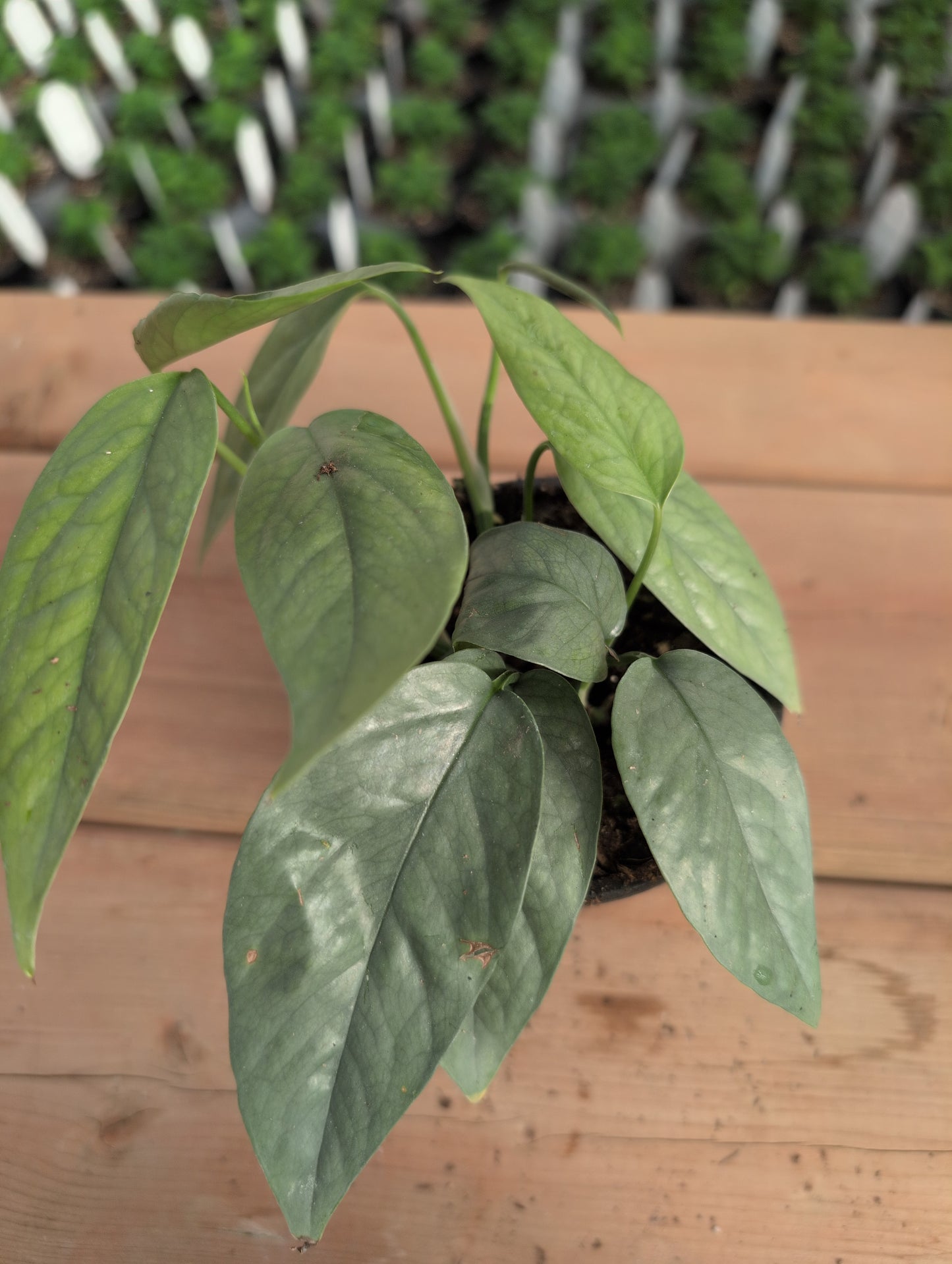 Pothos Cebu Blue