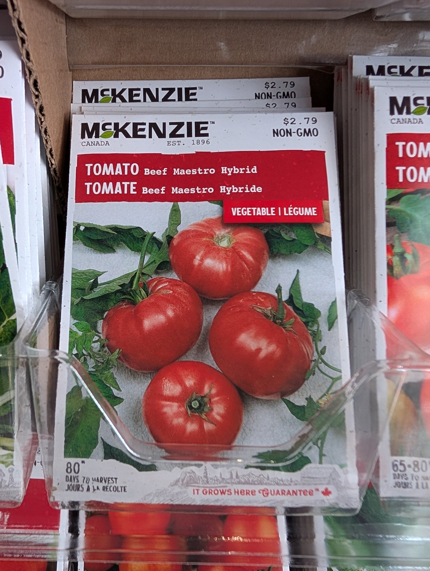 Beef Maestro Hybrid Tomato